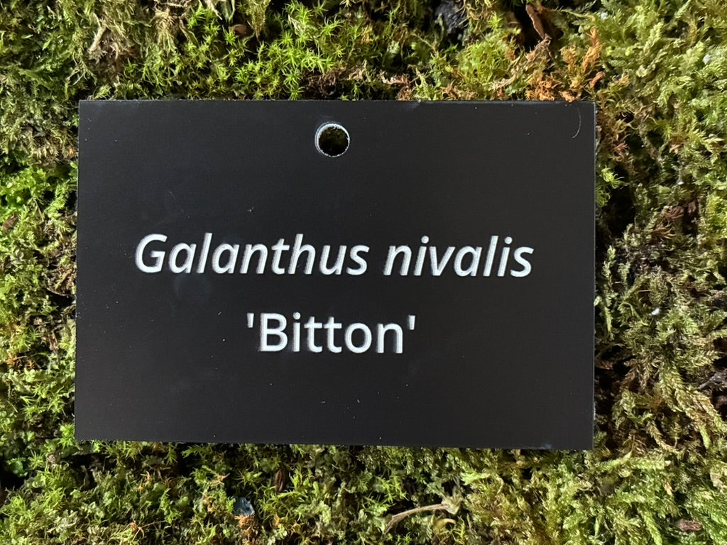 Galanthus nivalis 'Bitton' - Plant label