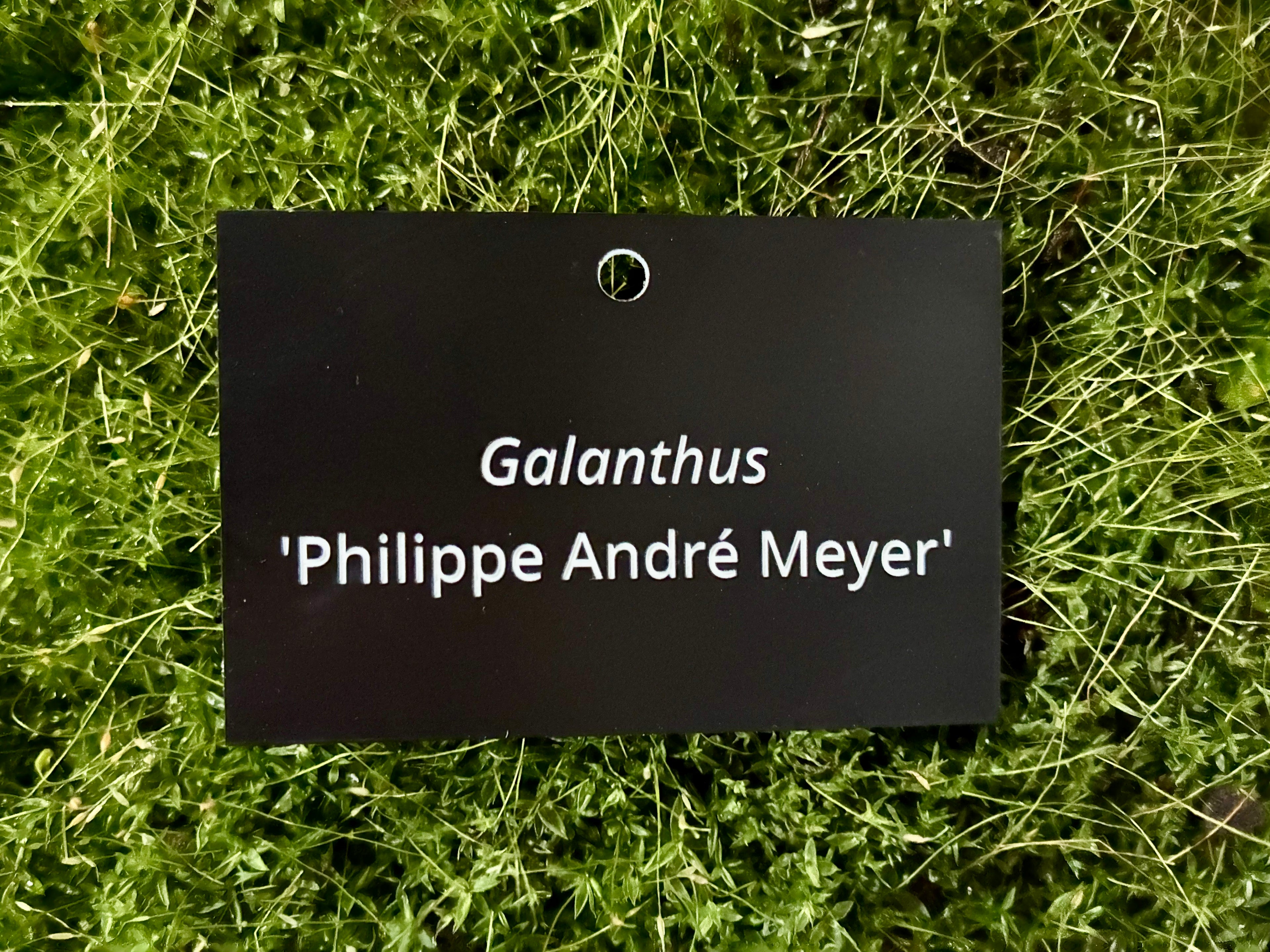 Galanthus 'Philippe André Meyer' - Plant label