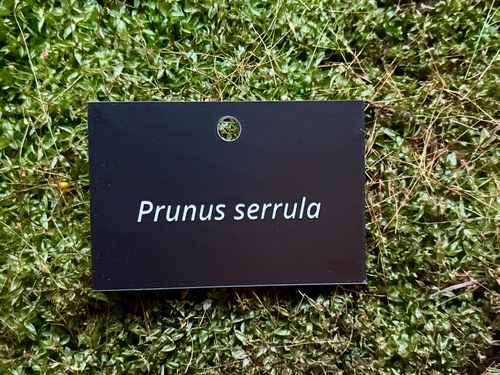 Prunus serrula - Plant label