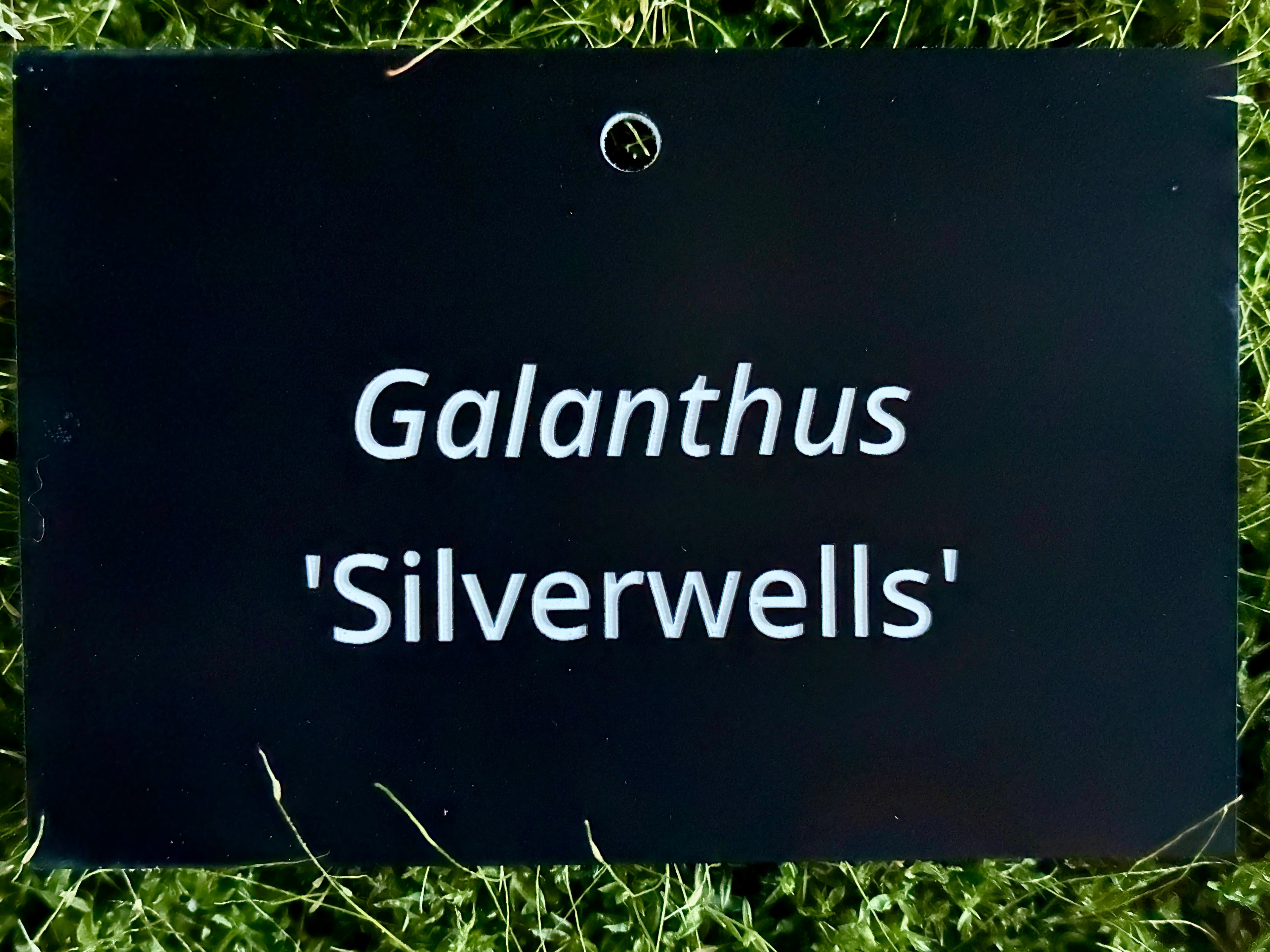Galanthus 'Silverwells' - Plant label