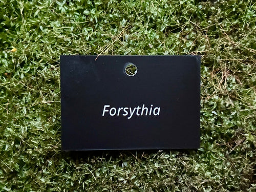 Forsythia - Plant label