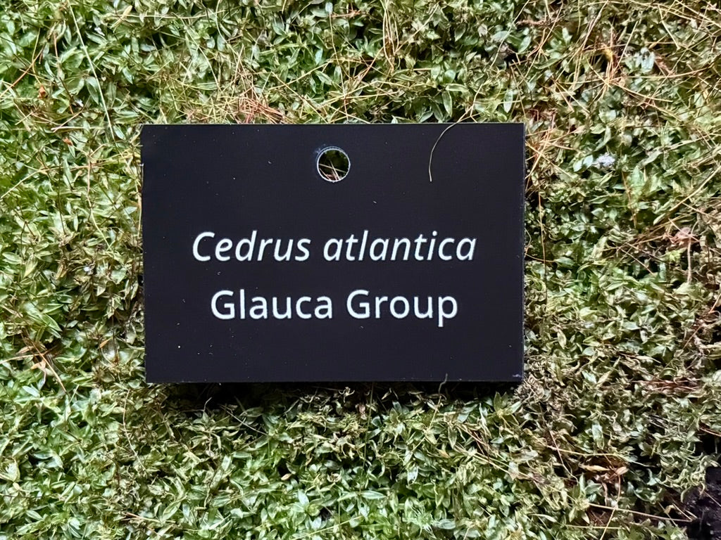 Cedrus atlantica Glauca Group - Plant label