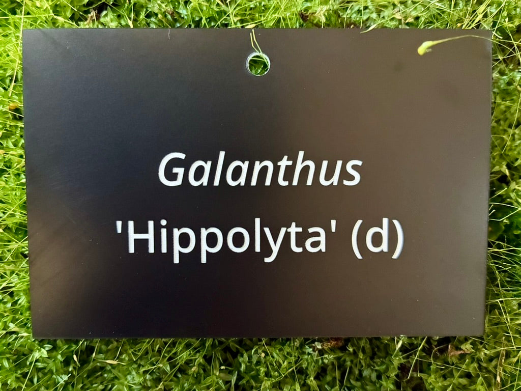 Galanthus 'Hippolyta' (d) - Plant label