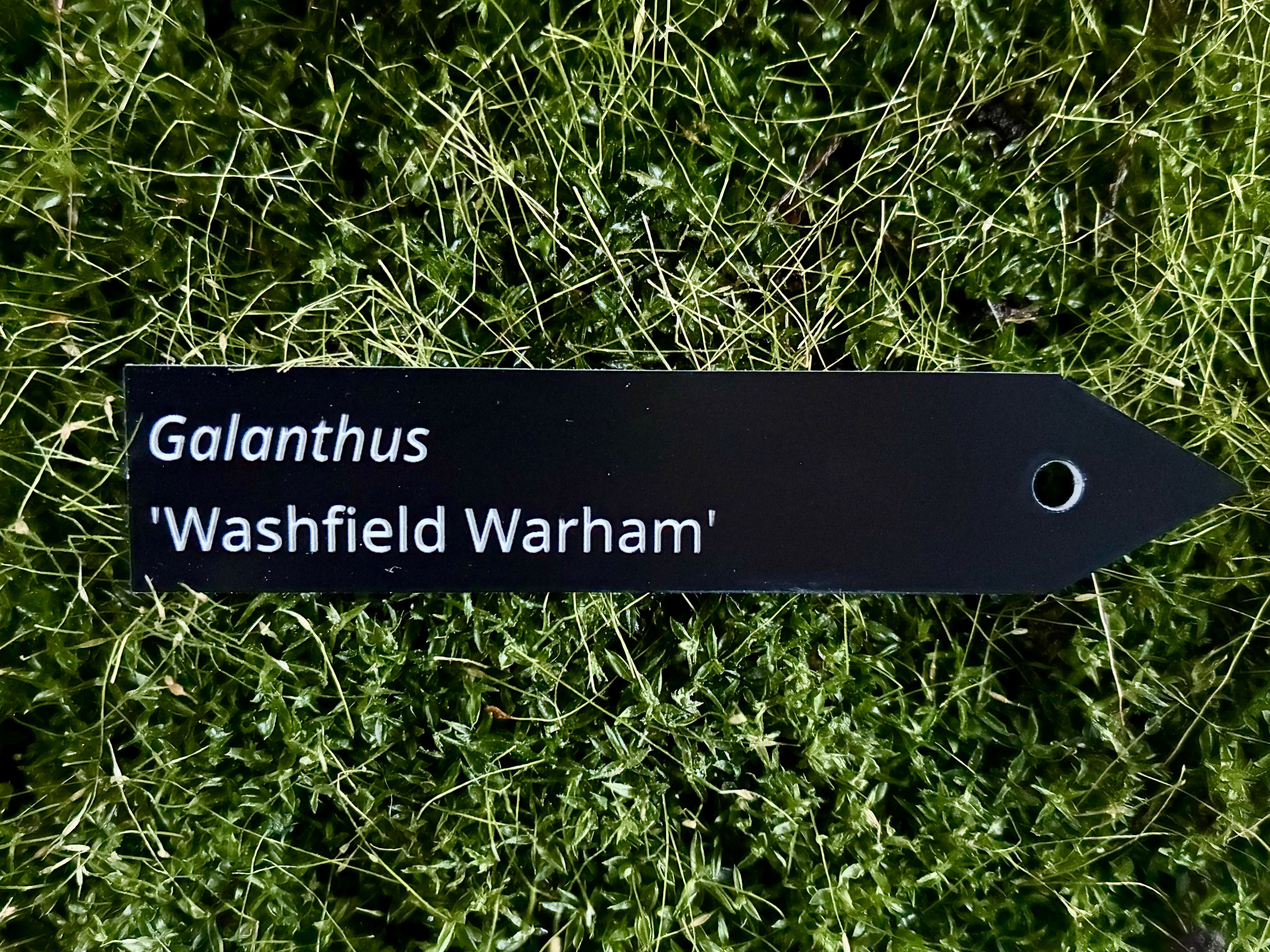Galanthus 'Washfield Warham' - Plant label
