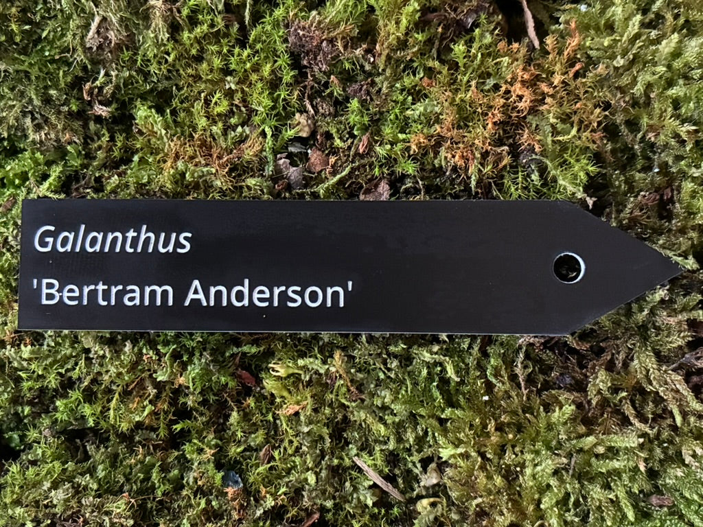 Galanthus 'Bertram Anderson' - Plant label