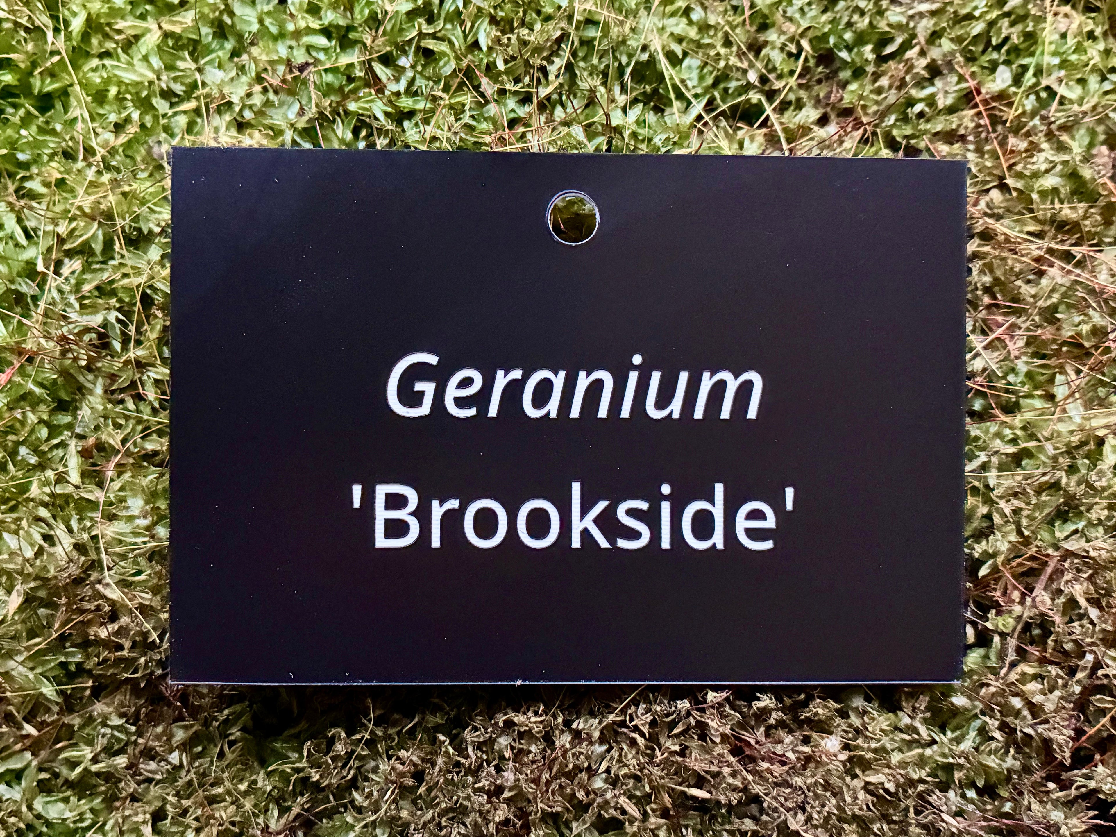 Geranium 'Brookside' - Plant label