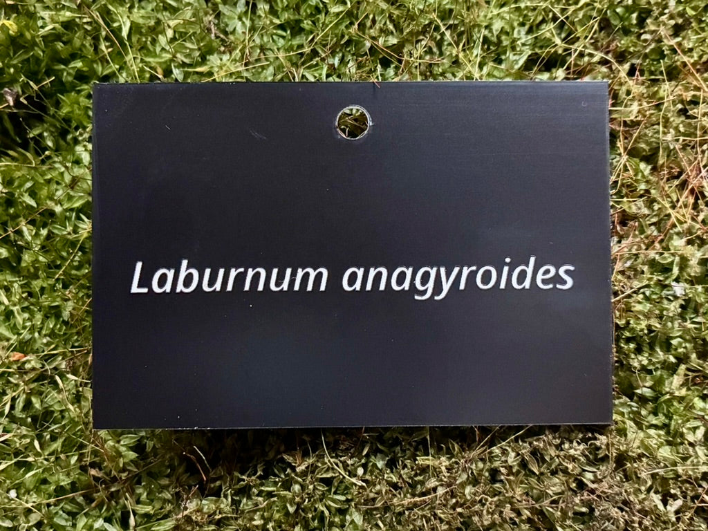 Laburnum anagyroides - Plant label