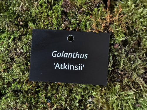 Galanthus 'Atkinsii' - Plant label