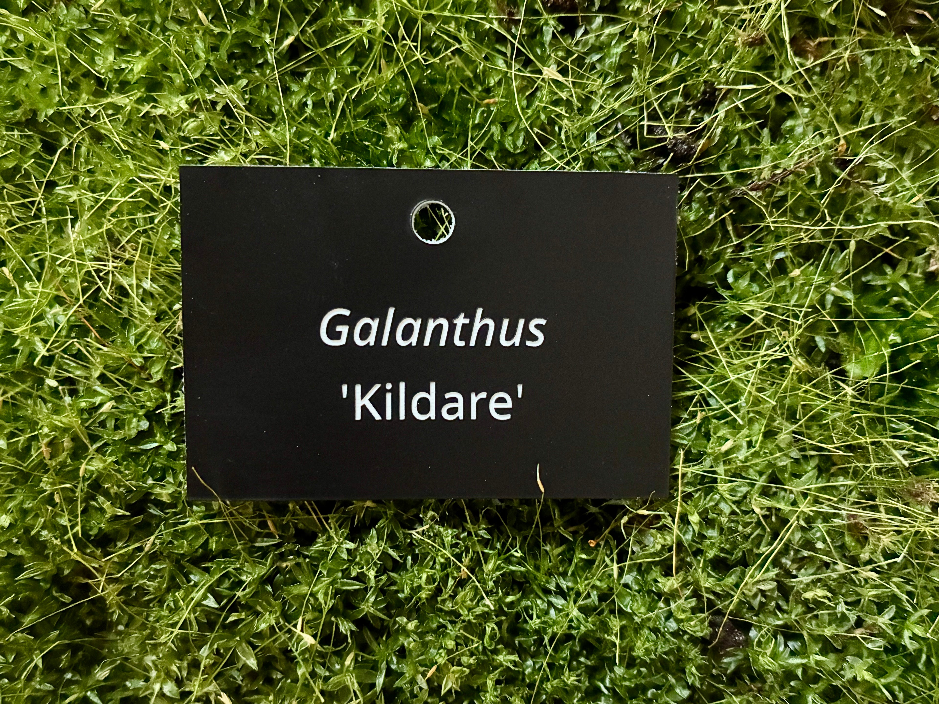 Galanthus 'Kildare' - Plant label