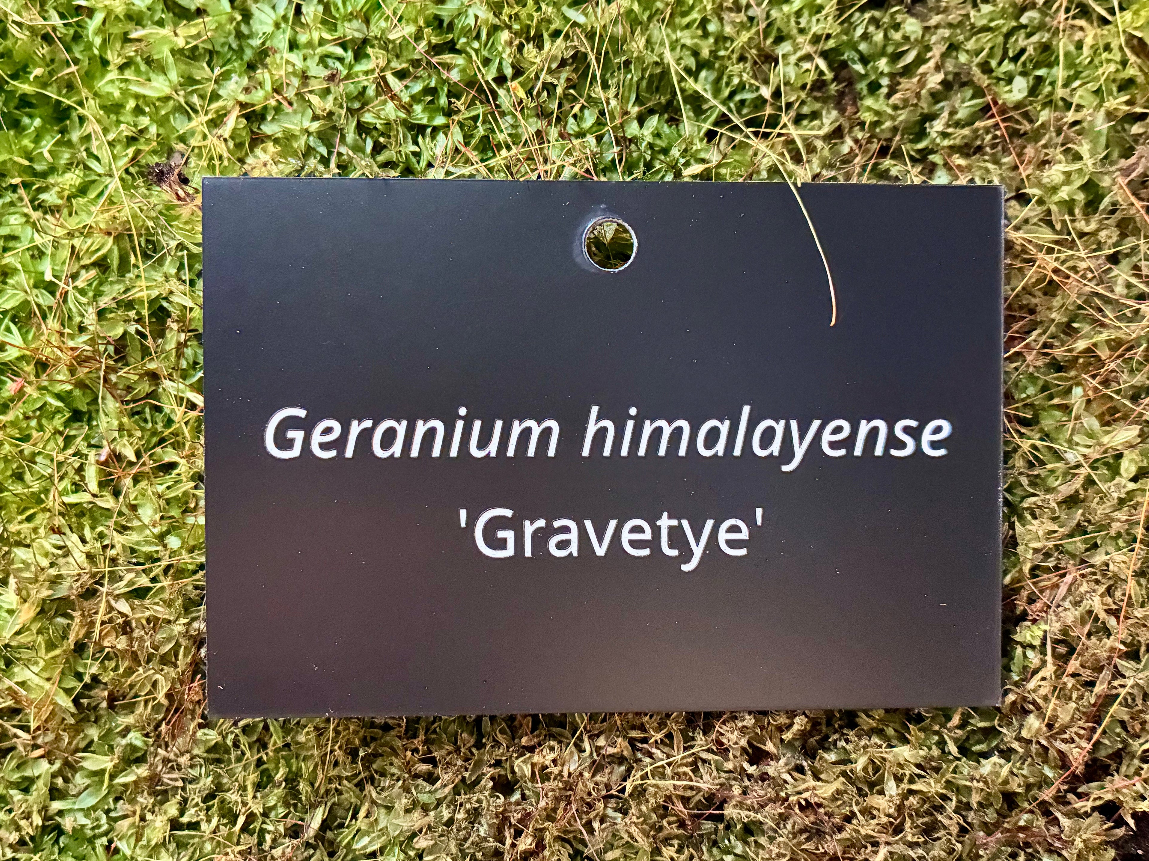 Geranium himalayense 'Gravetye' - Plant label
