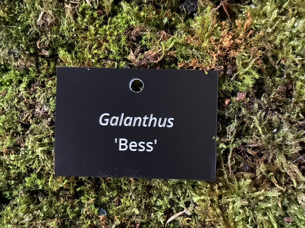 Galanthus 'Bess' - Plant label
