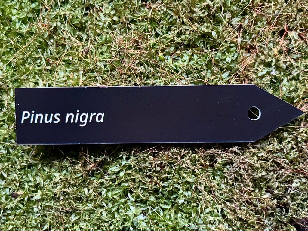 Pinus nigra - Plant label