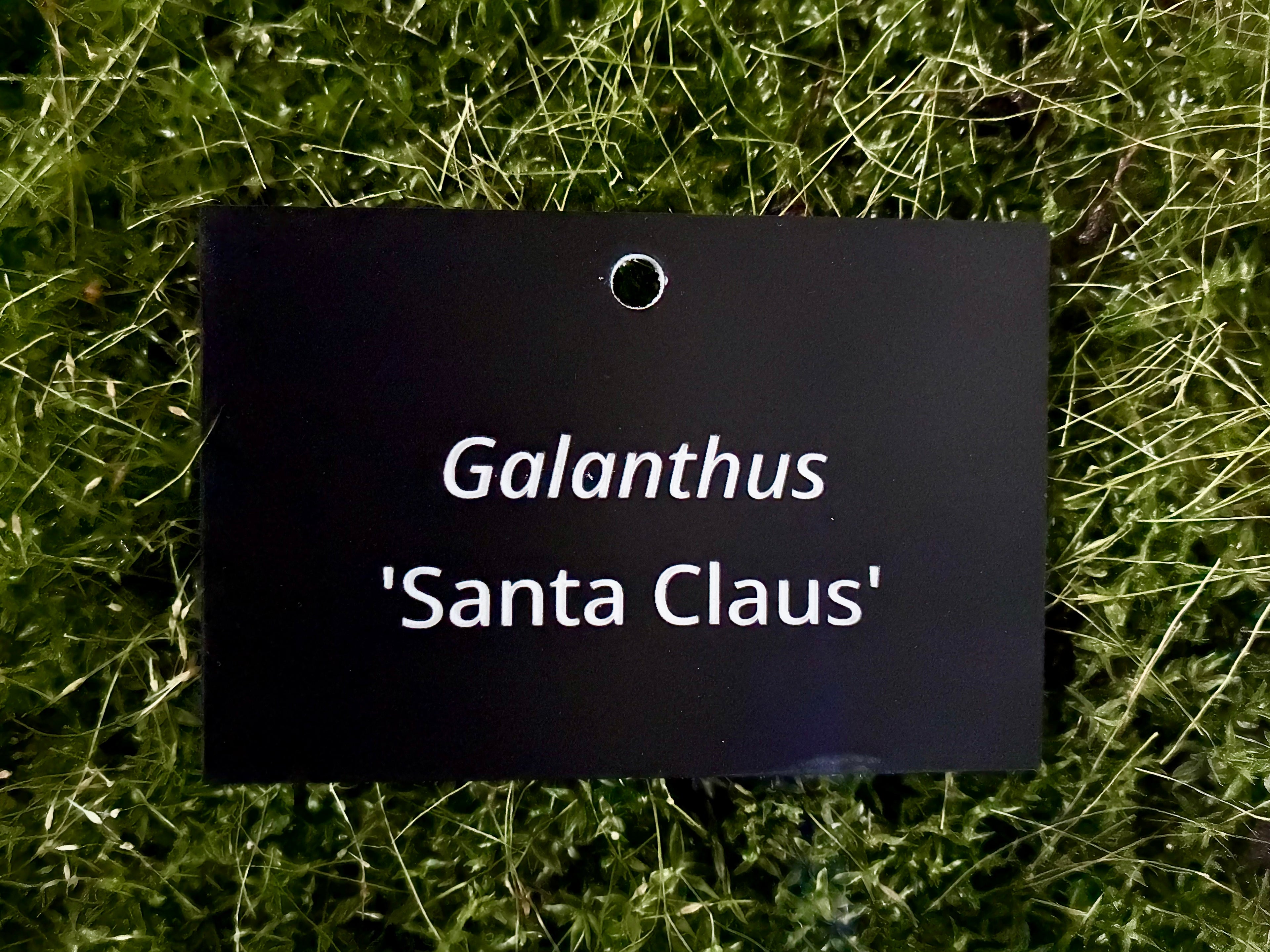 Galanthus 'Santa Claus' - Plant label