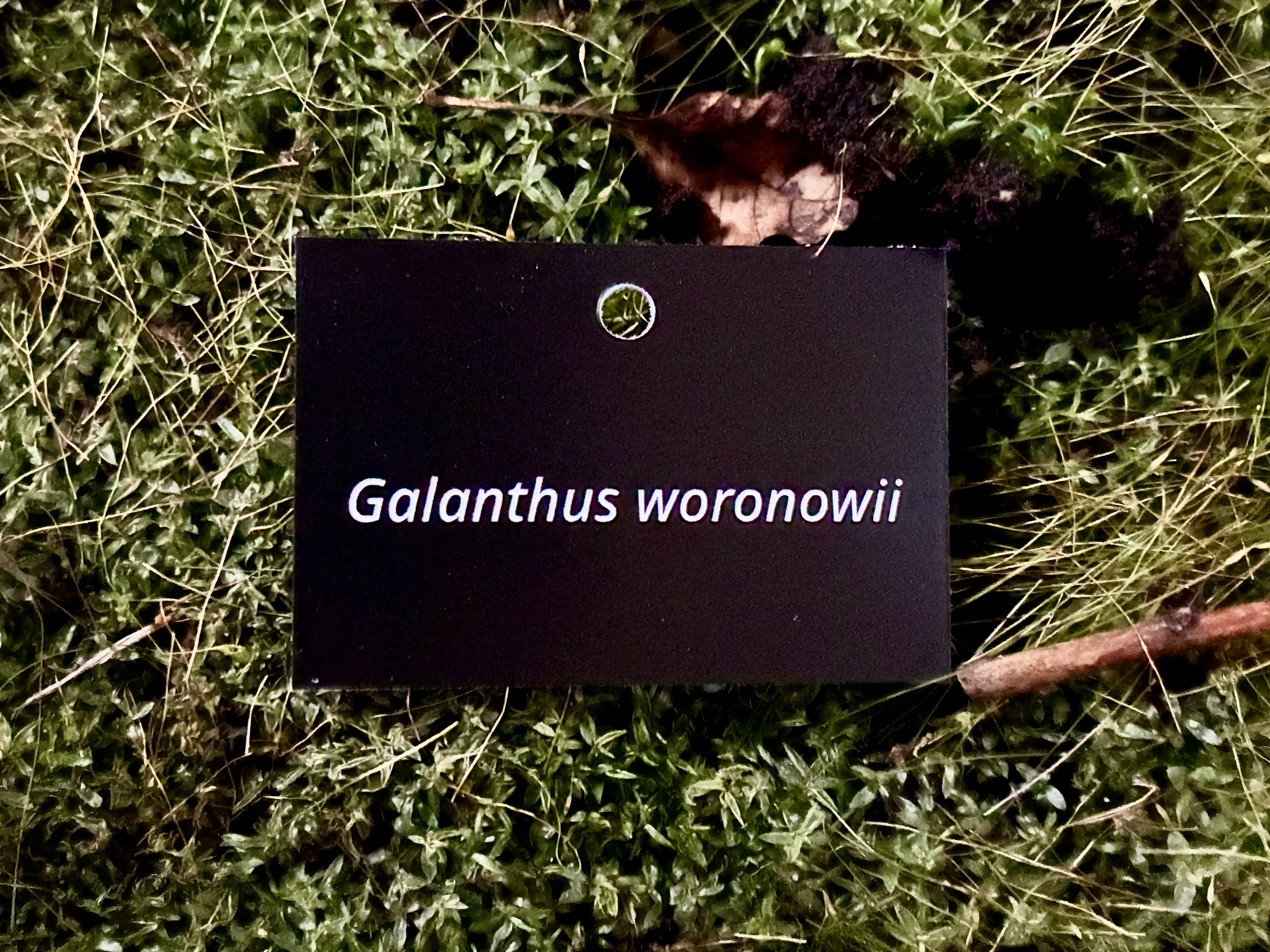 Galanthus woronowii - Plant label
