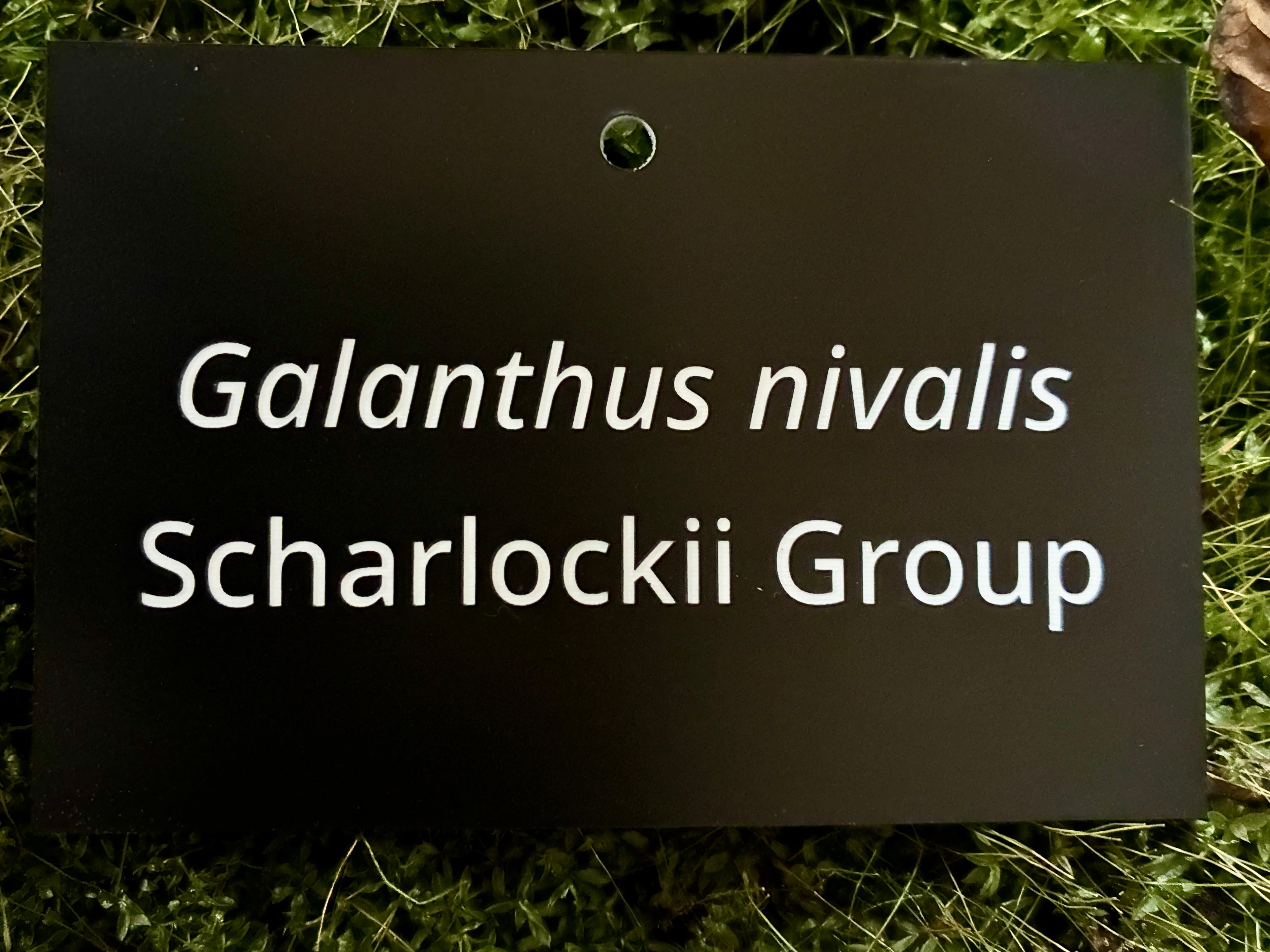Galanthus nivalis Scharlockii Group - Plant label