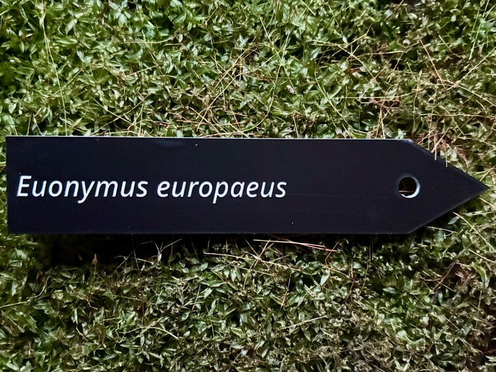 Euonymus europaeus - Plant label