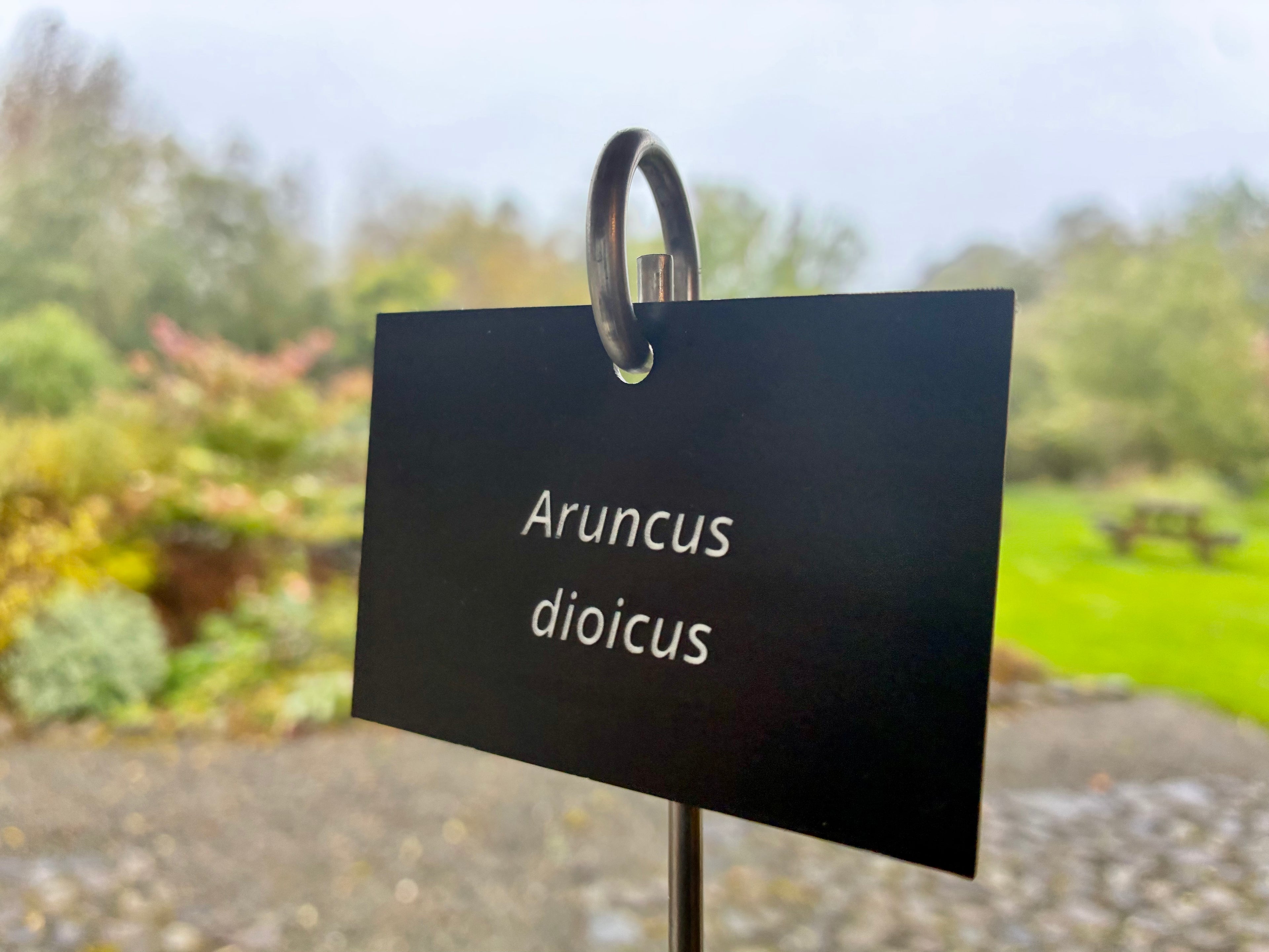 Aruncus dioicus - Plant label