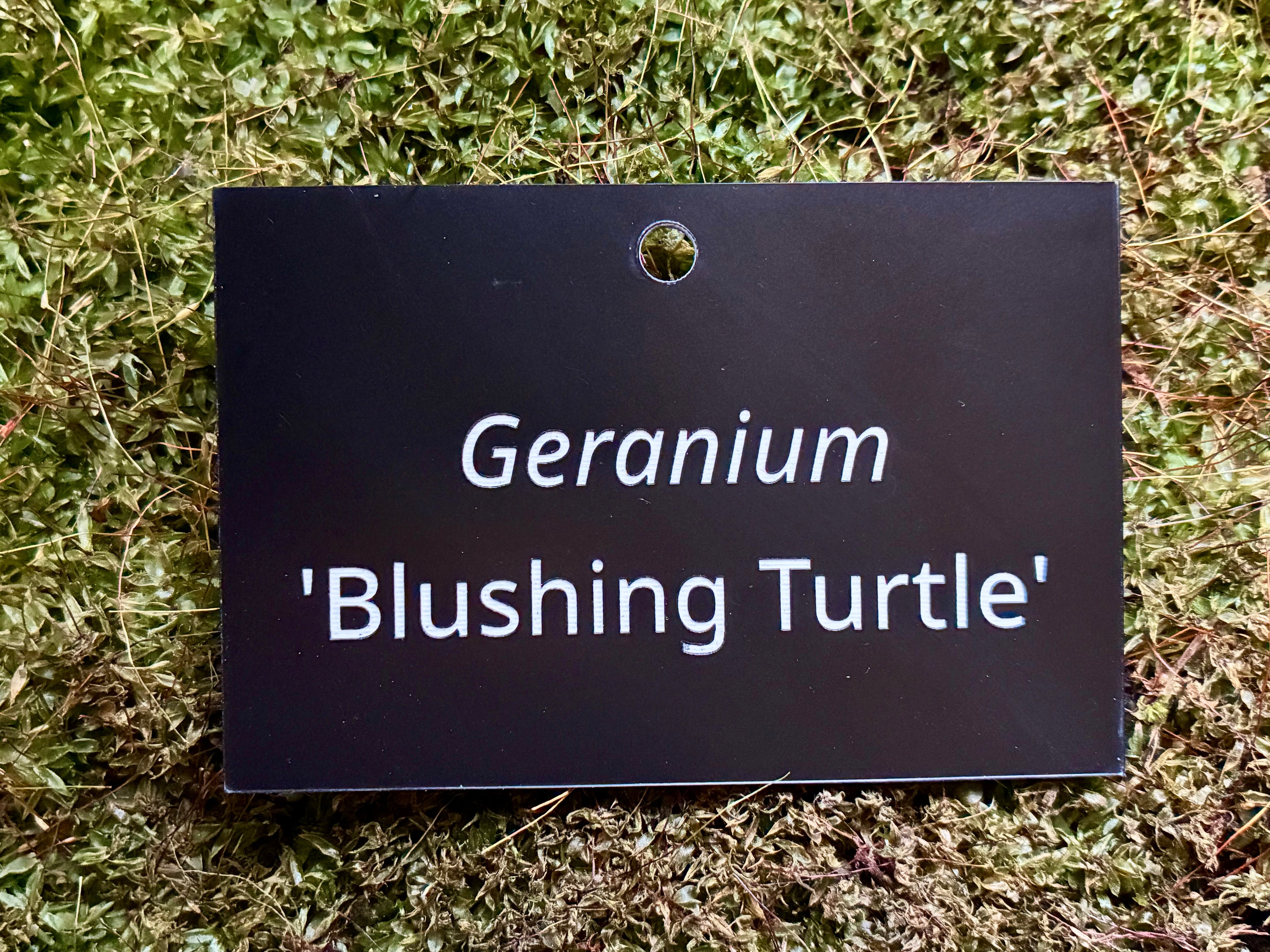 Geranium 'Blushing Turtle' - Plant label