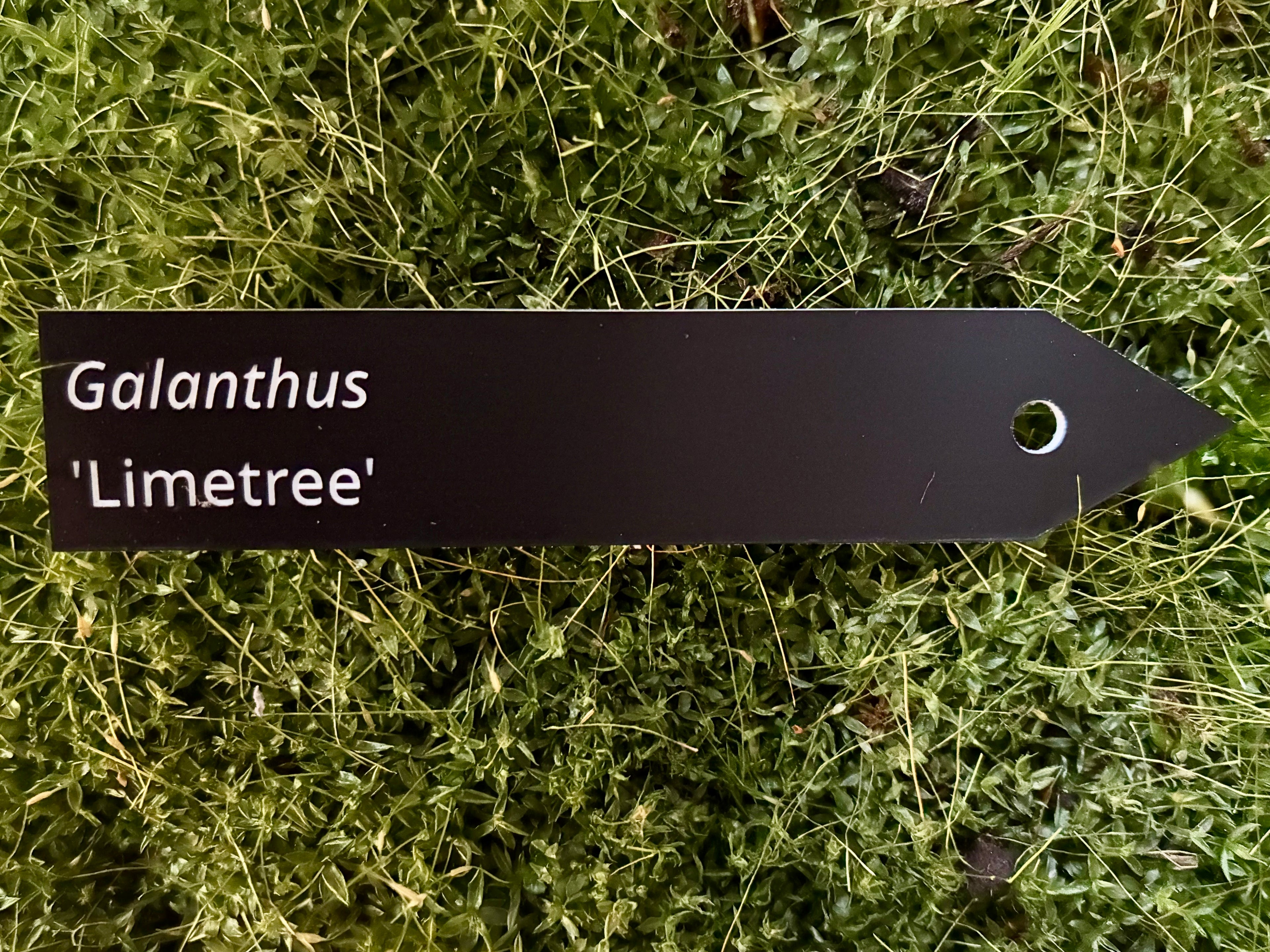 Galanthus 'Limetree' - Plant label