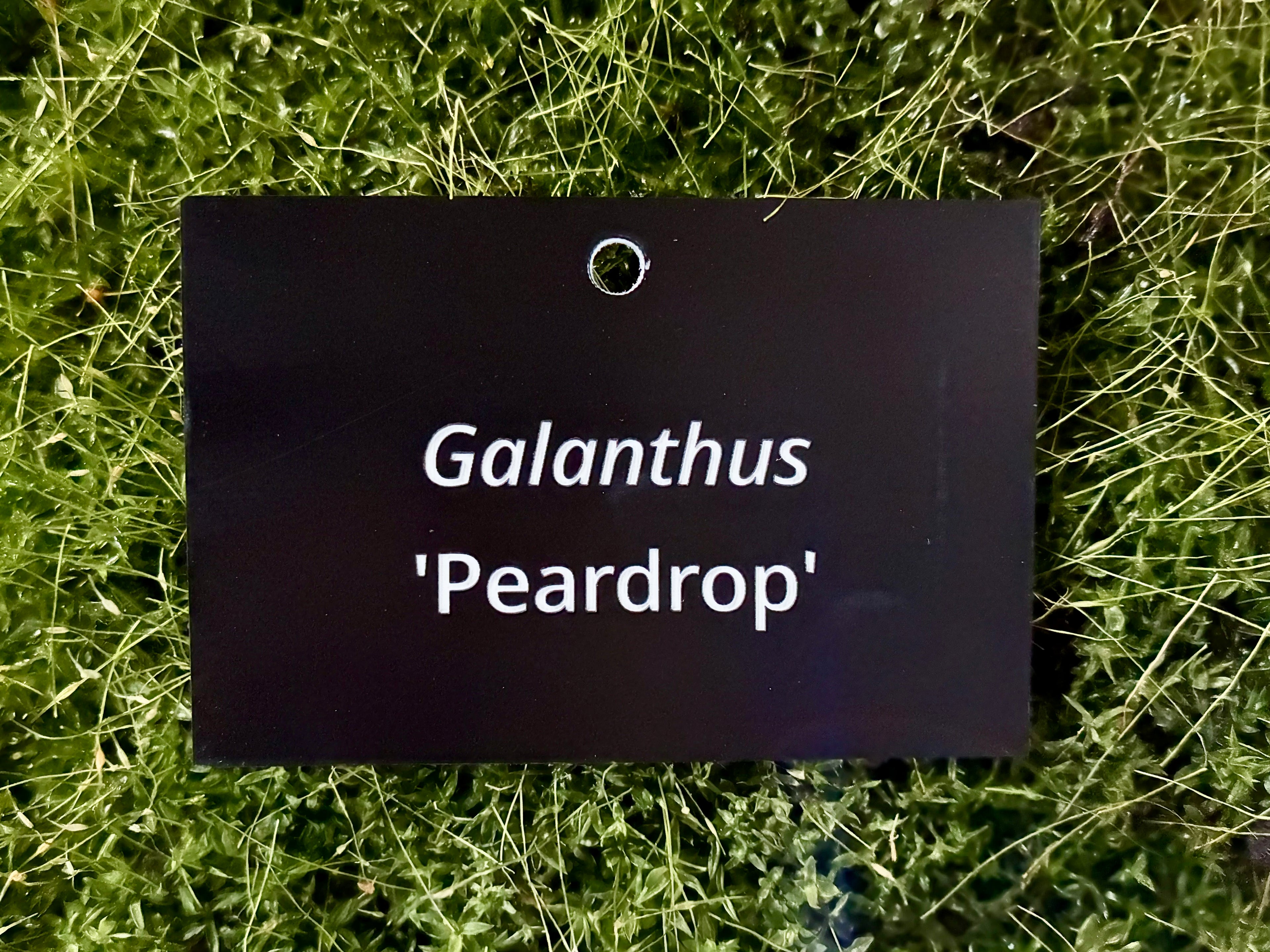 Galanthus 'Peardrop' - Plant label
