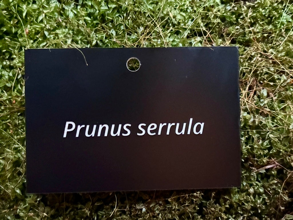 Prunus serrula - Plant label