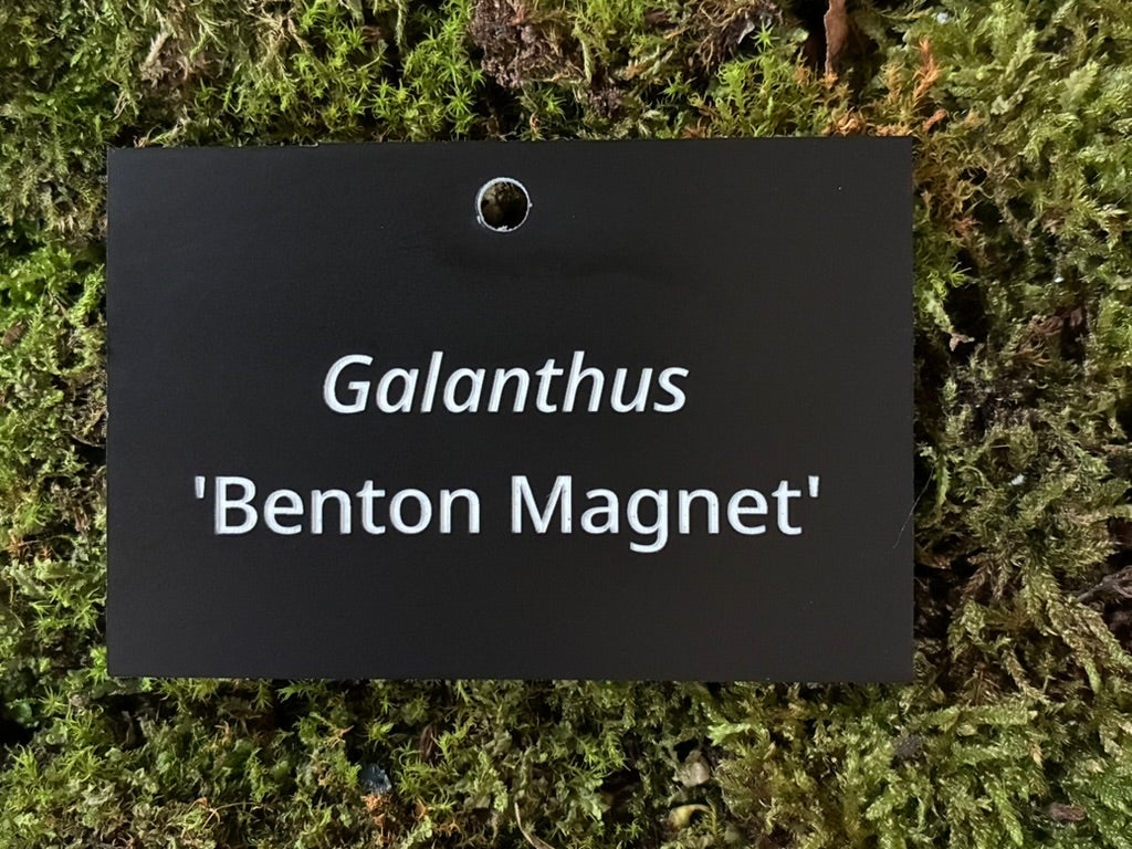 Galanthus 'Benton Magnet' - Plant label