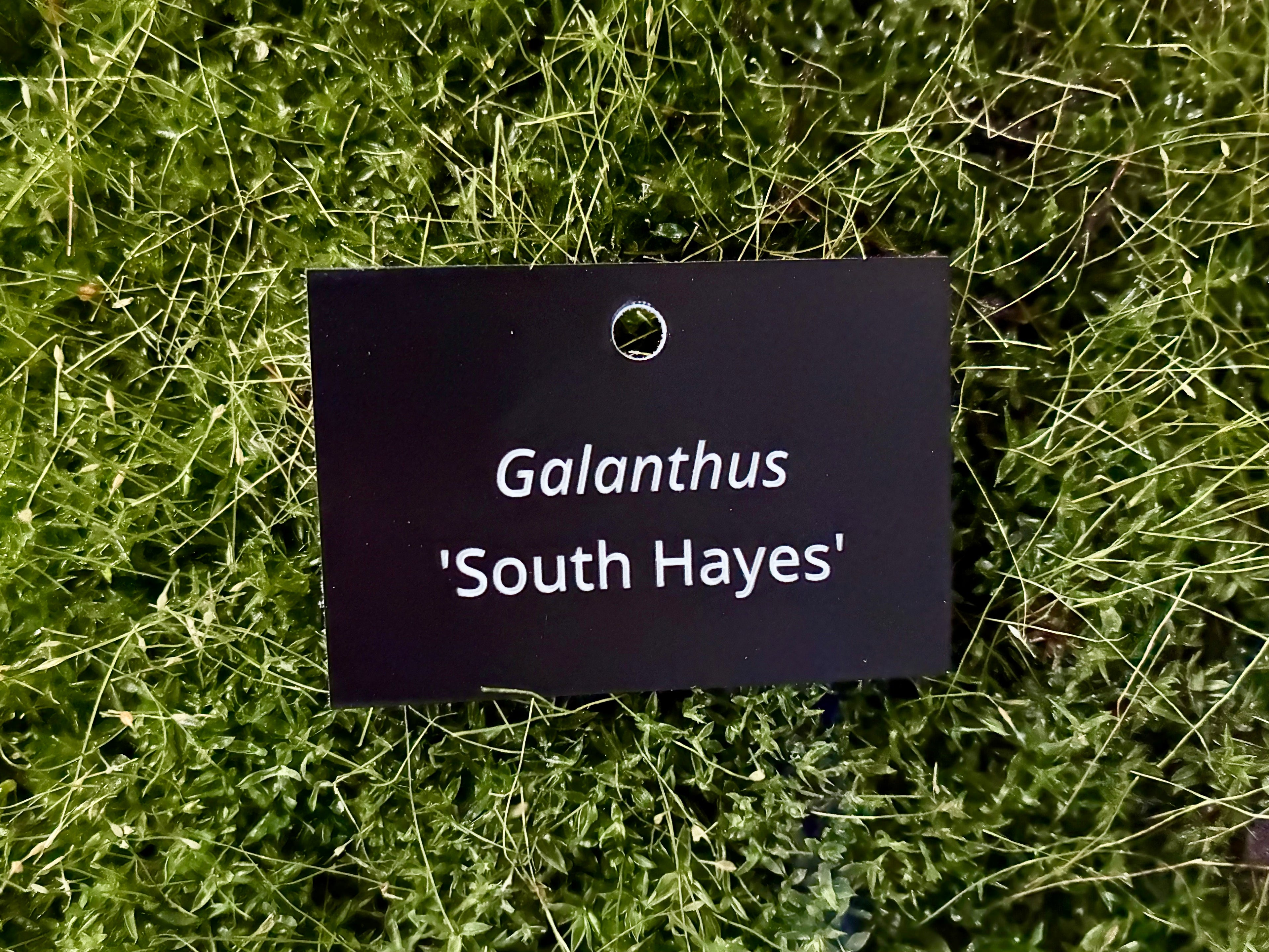 Galanthus 'South Hayes' - Plant label