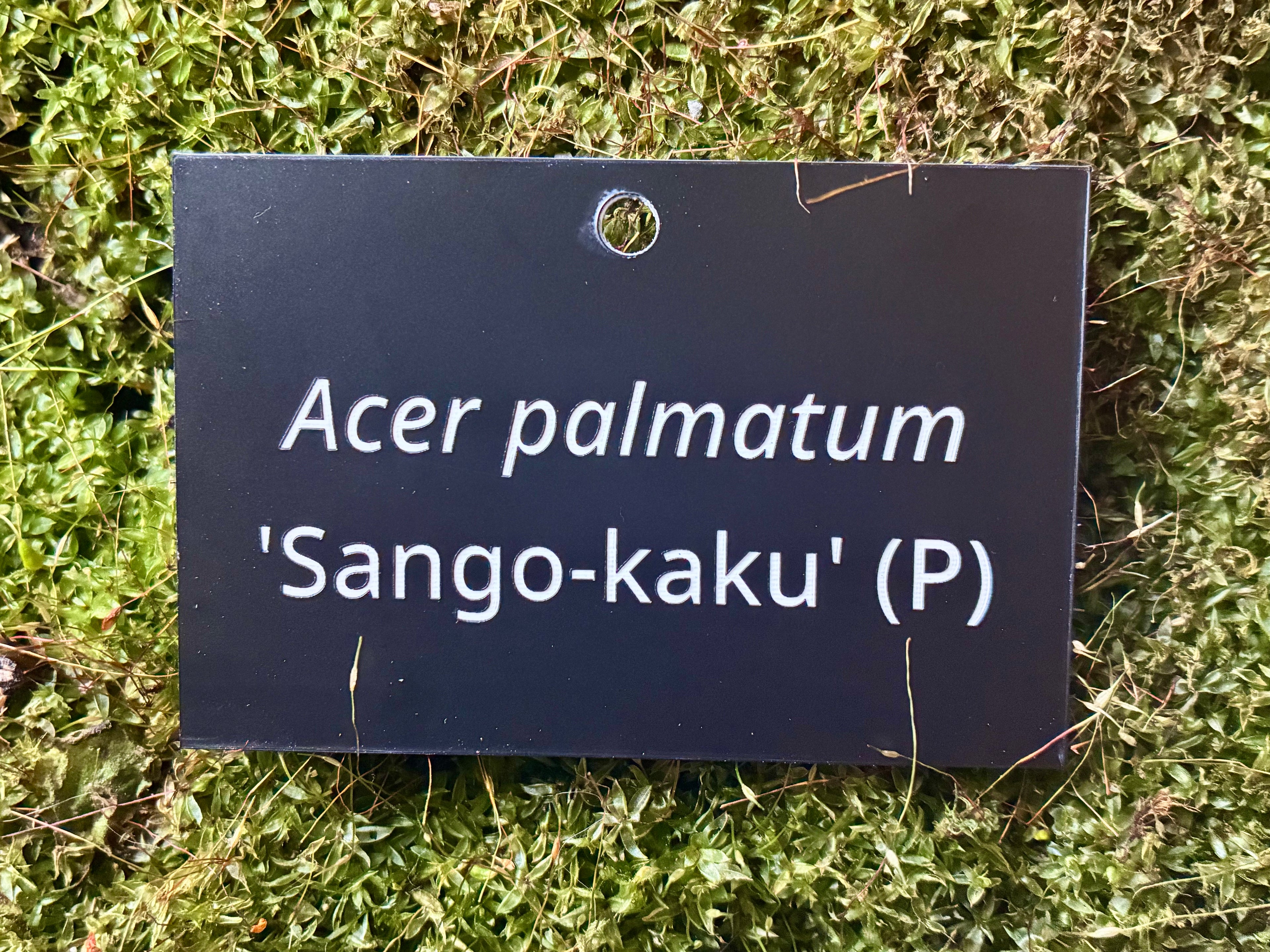 Acer palmatum 'Sango-kaku' (P) - Plant label