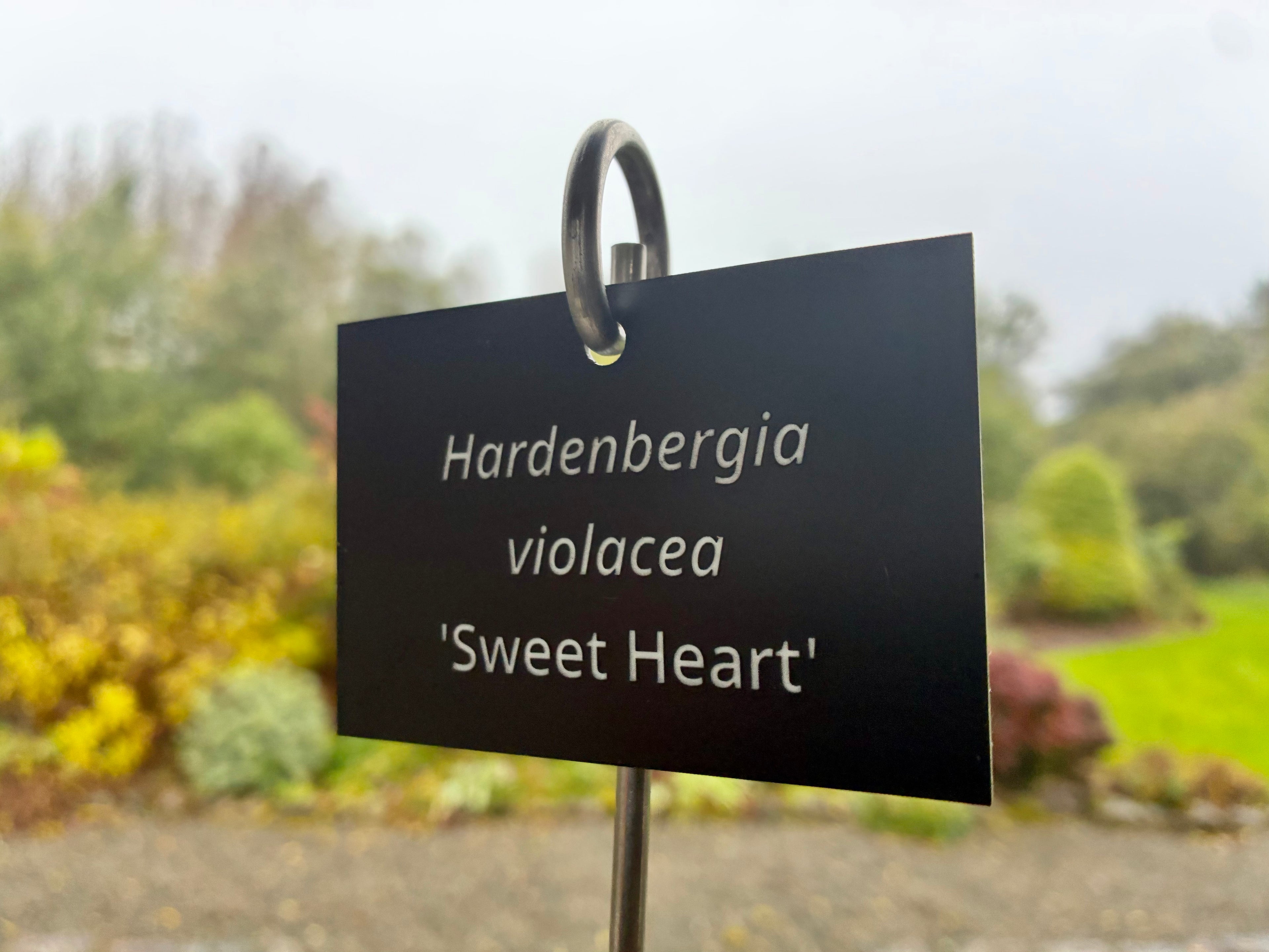 Hardenbergia violacea 'Sweet Heart' - Plant label