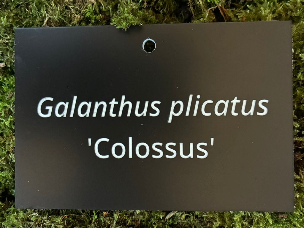 Galanthus plicatus 'Colossus' - Plant label