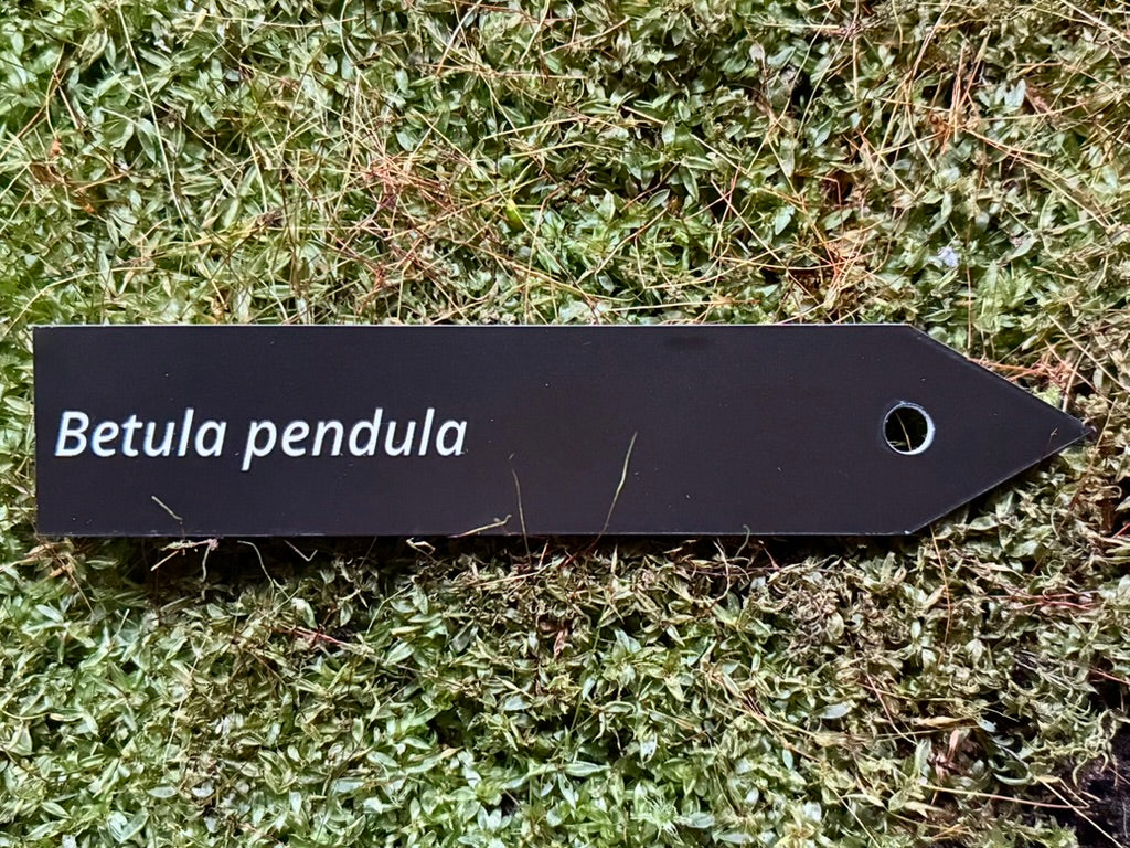 Betula pendula - Plant label