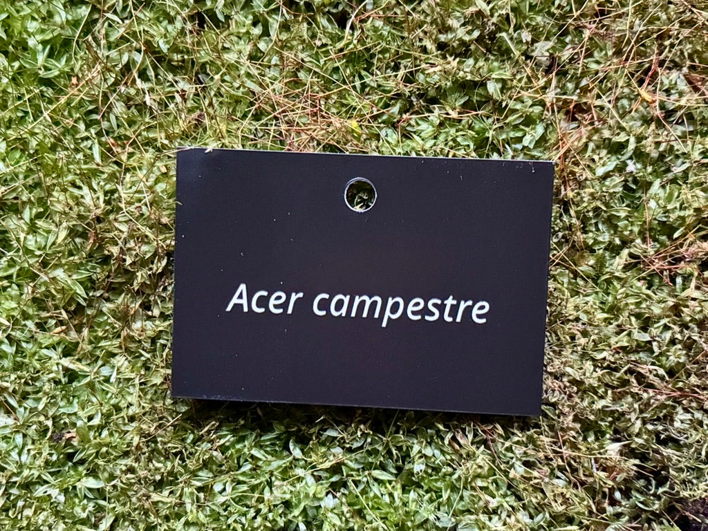 Acer campestre - Plant label