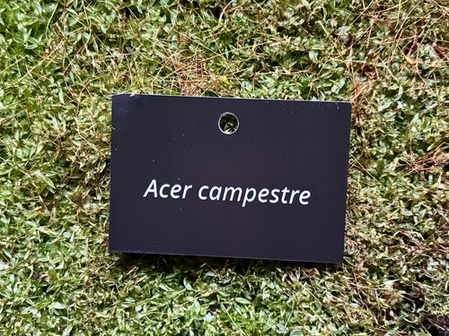 Acer campestre - Plant label