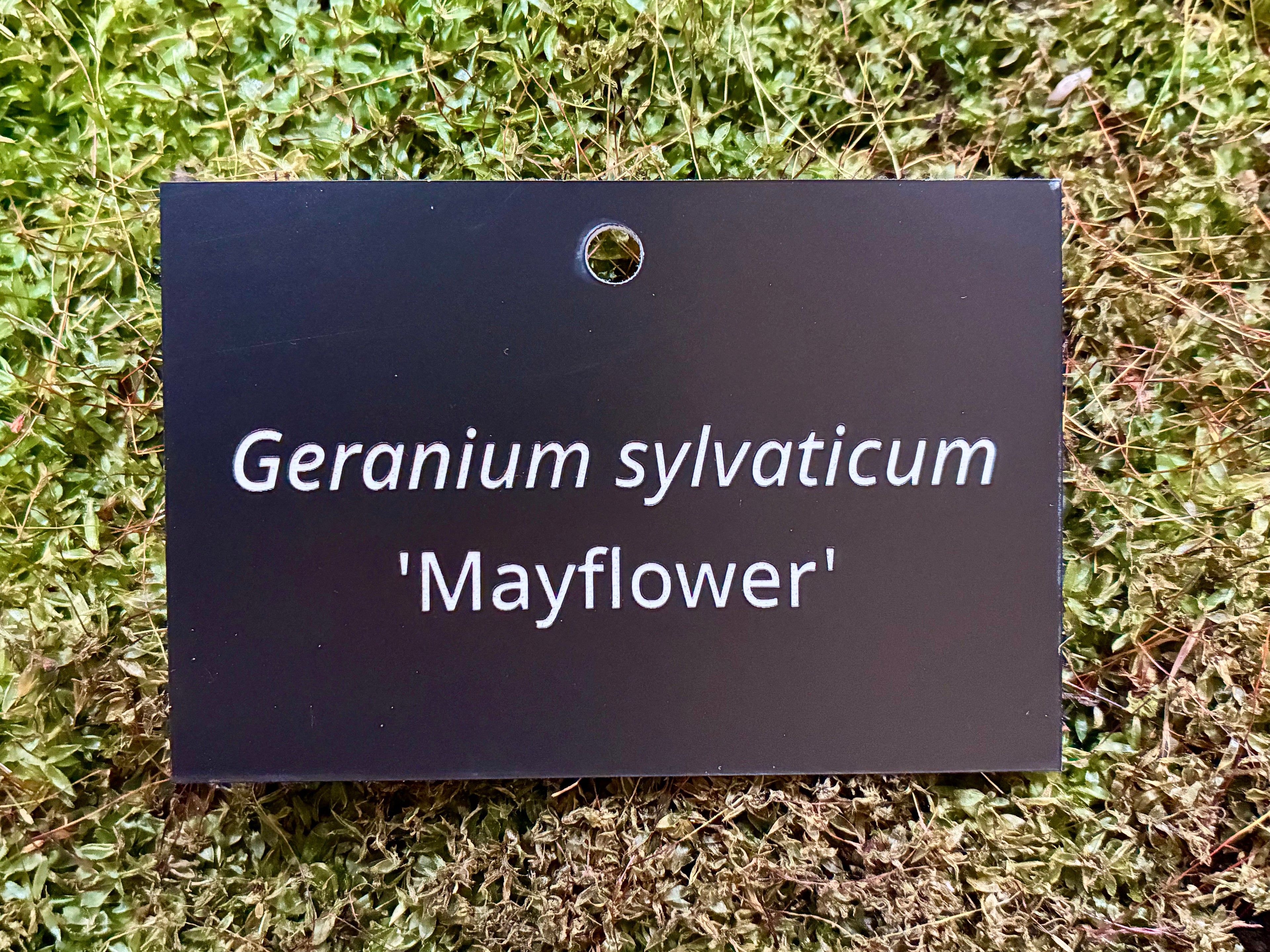 Geranium sylvaticum 'Mayflower' - Plant label