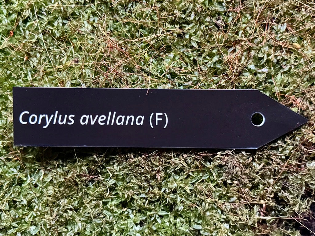 Corylus avellana (F) - Plant label