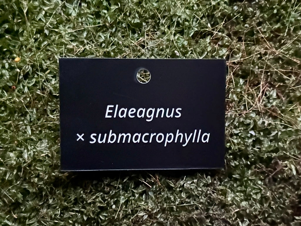 Elaeagnus × submacrophylla - Plant label