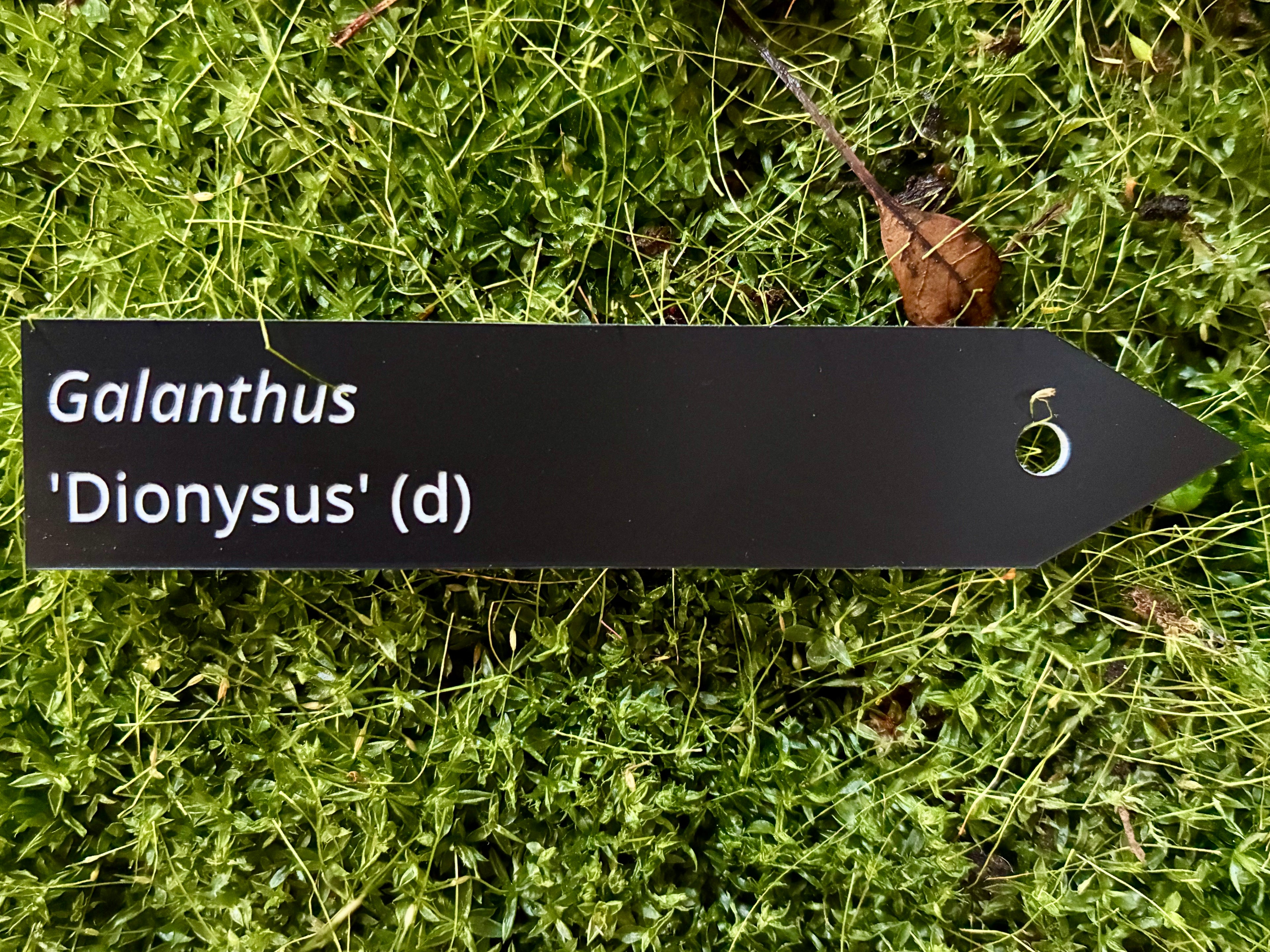 Galanthus 'Dionysus' (d) - Plant label