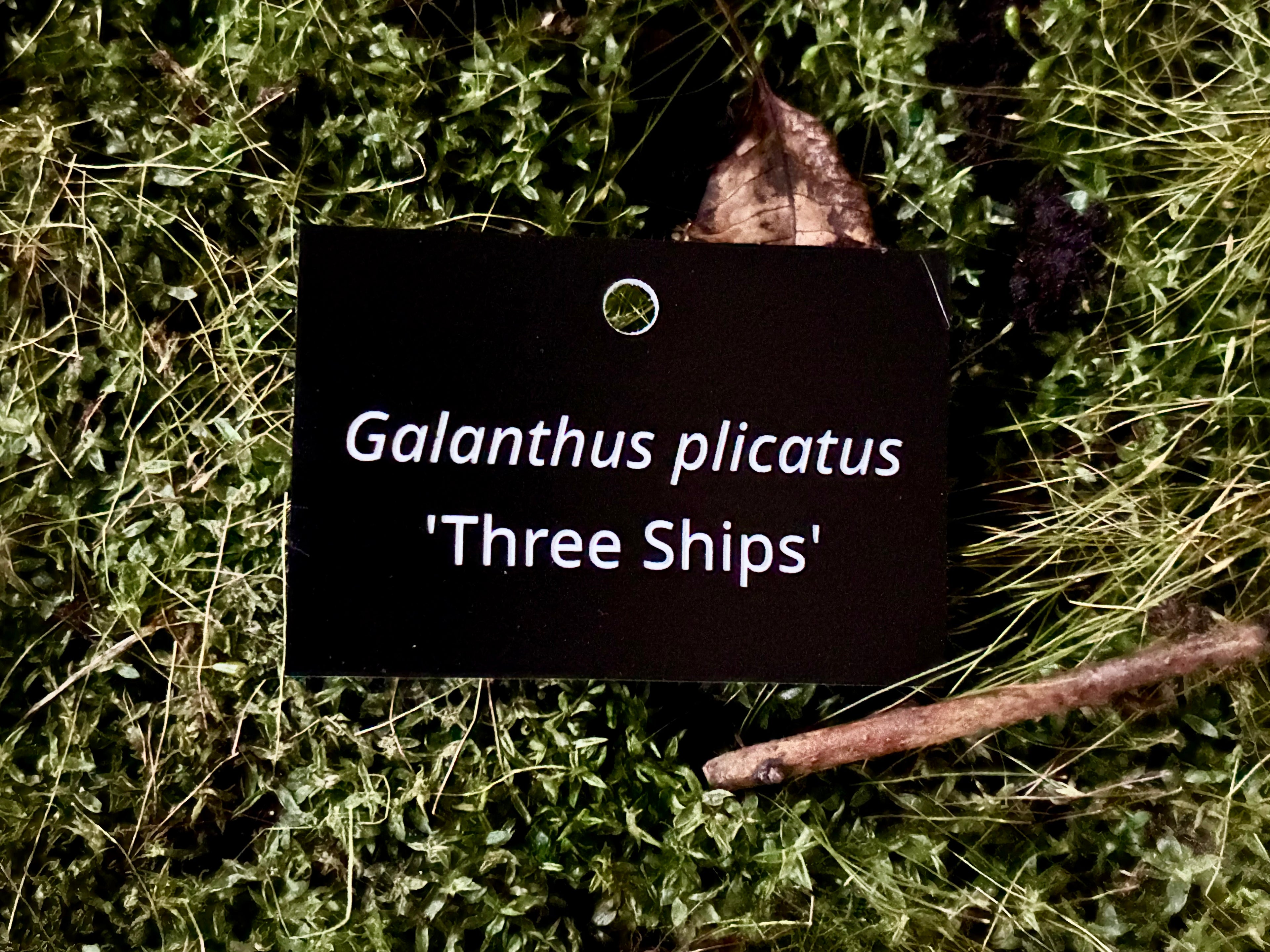 Galanthus plicatus 'Three Ships' - Plant label