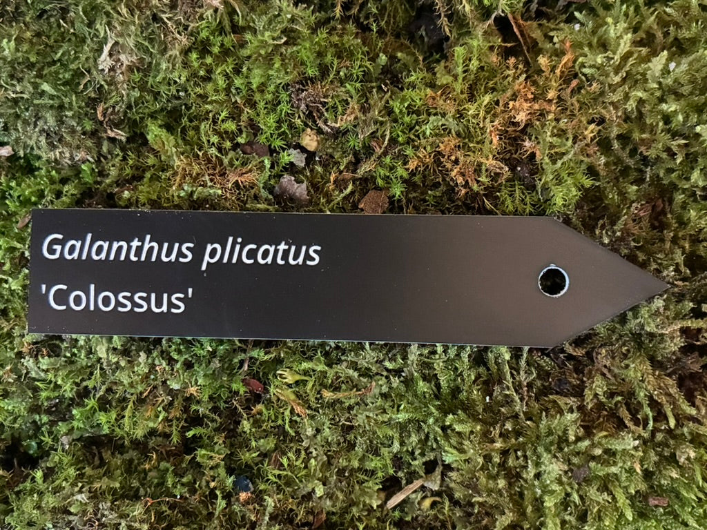Galanthus plicatus 'Colossus' - Plant label