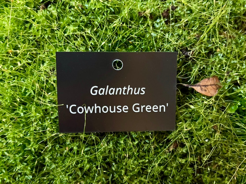 Galanthus 'Cowhouse Green' - Plant label