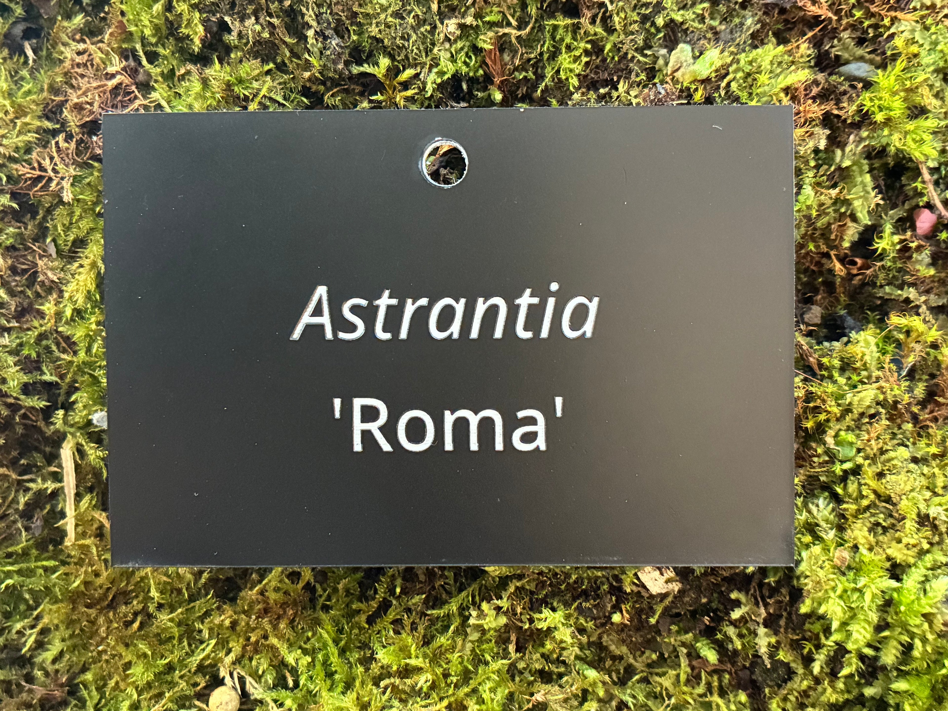 Astrantia 'Roma' - Plant label