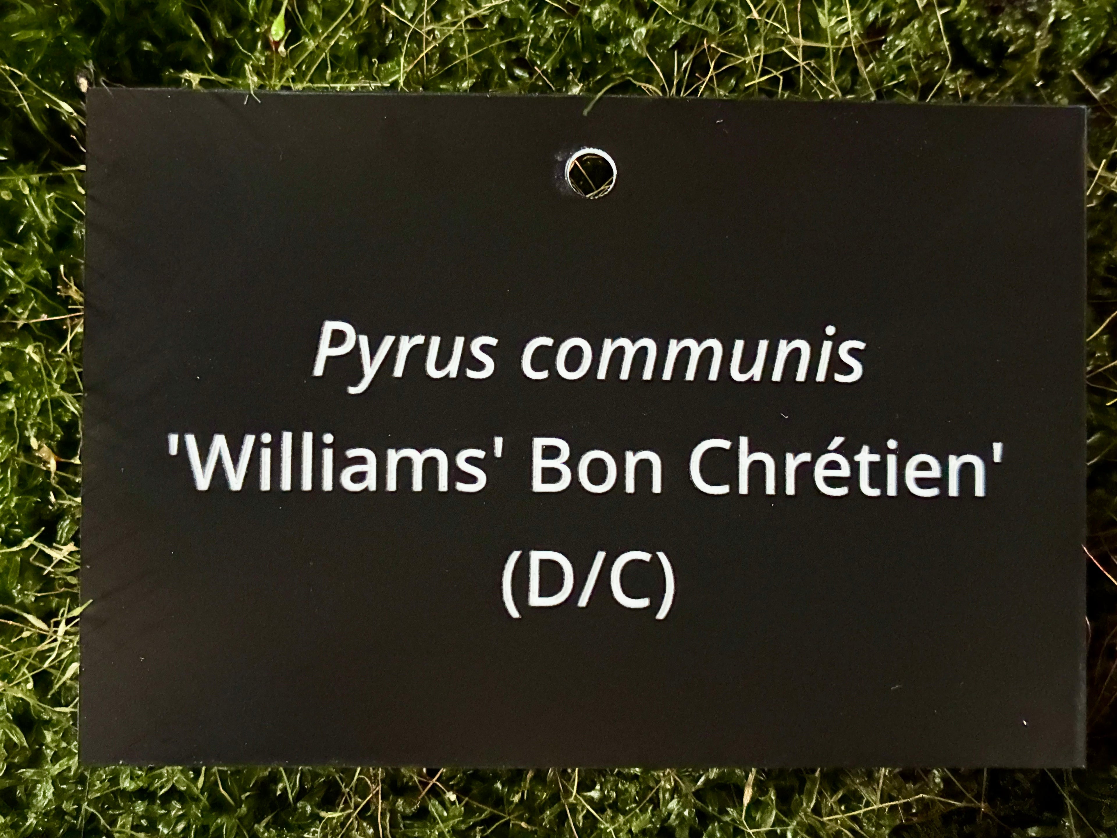 Pyrus communis 'Williams' Bon Chrétien' (D/C) - Plant label