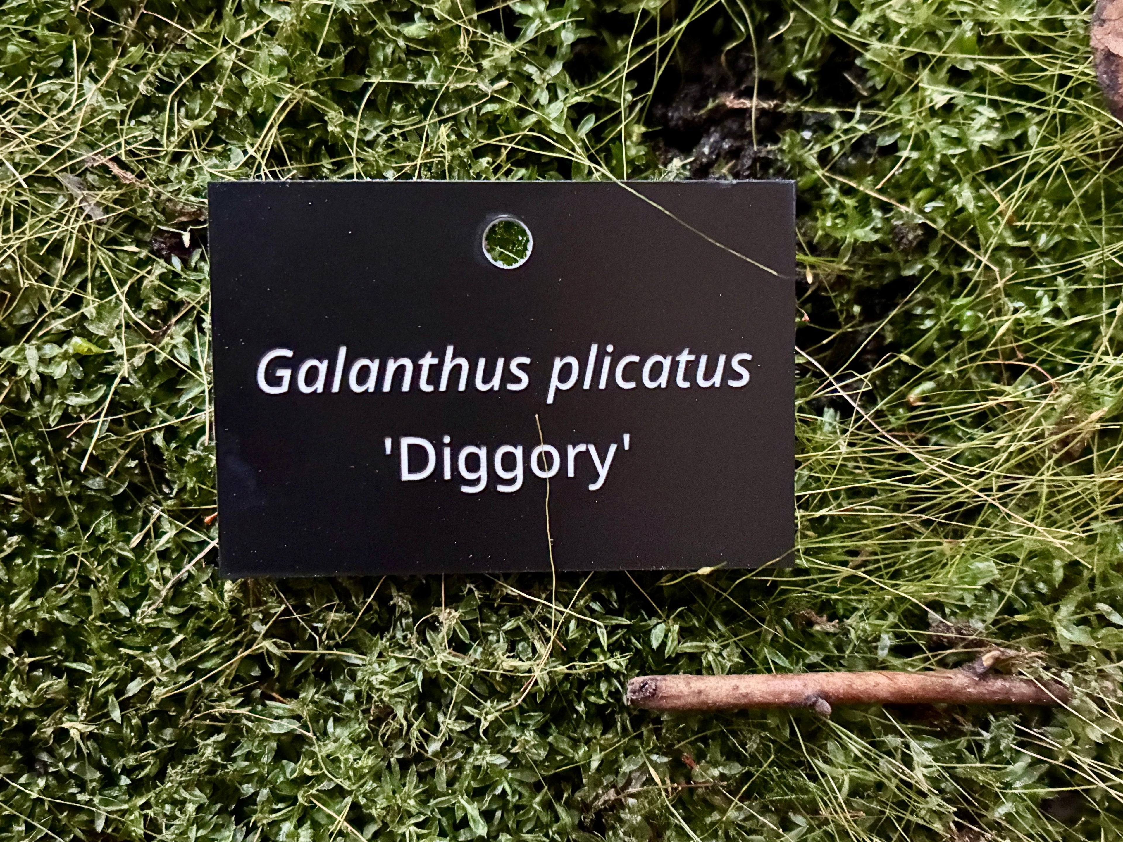 Galanthus plicatus 'Diggory' - Plant label