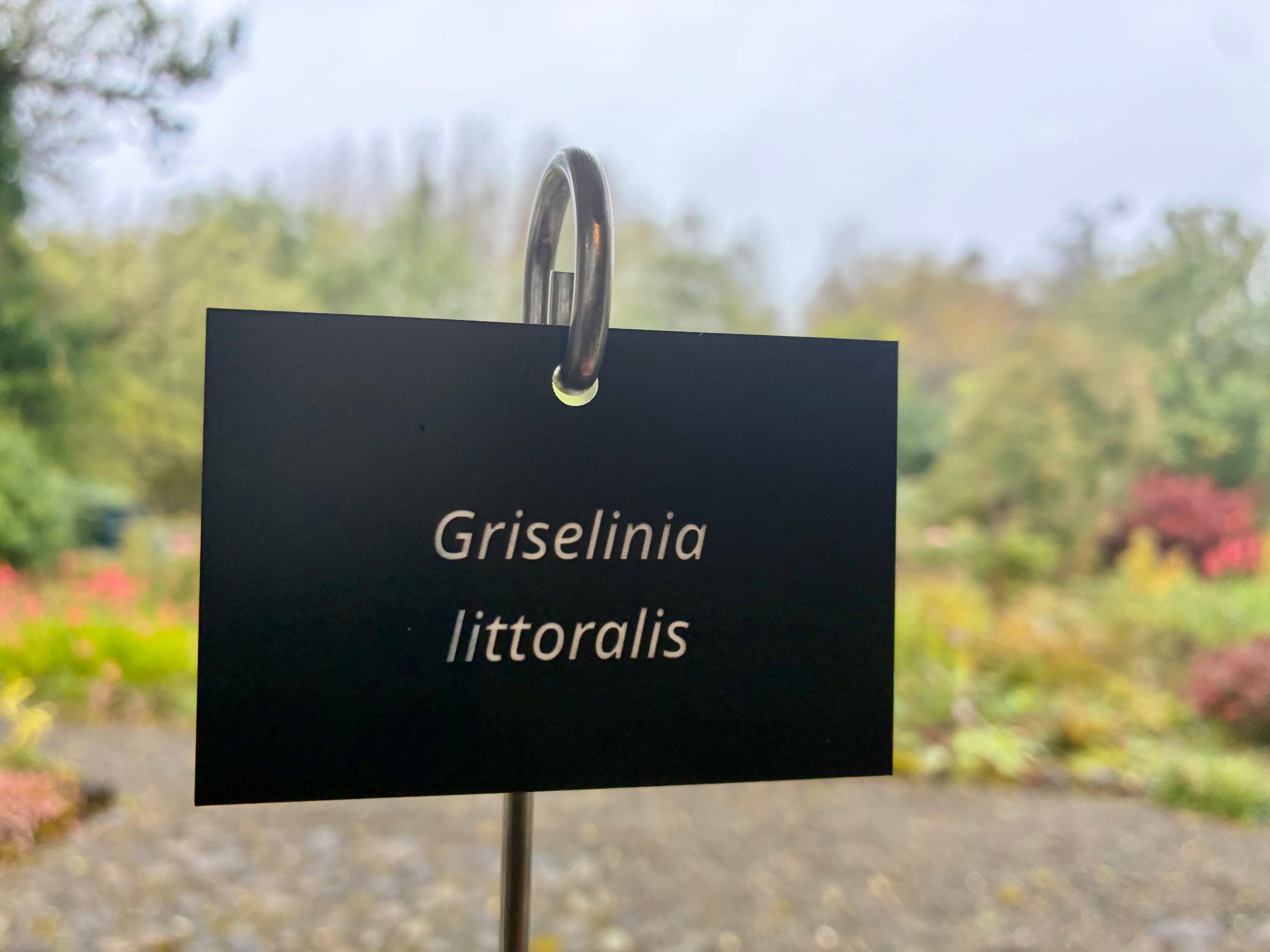 Griselinia littoralis - Plant label