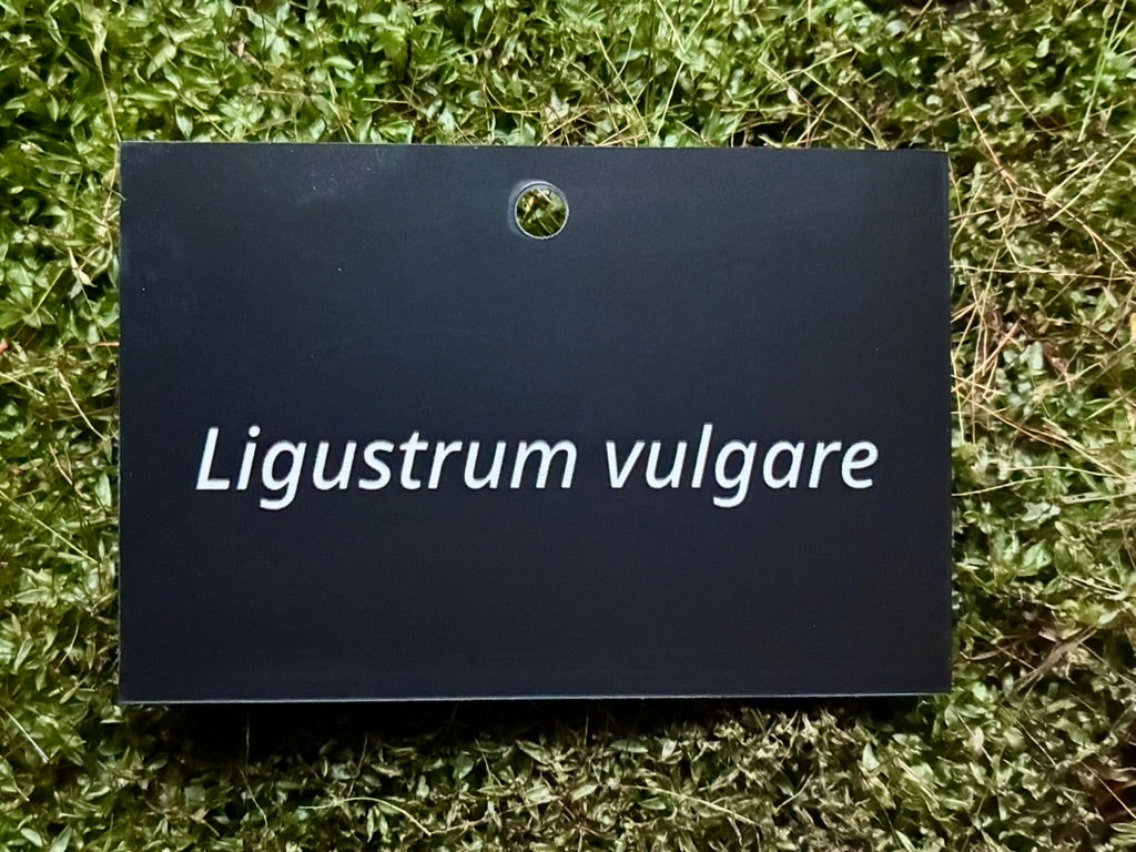 Ligustrum vulgare - Plant label