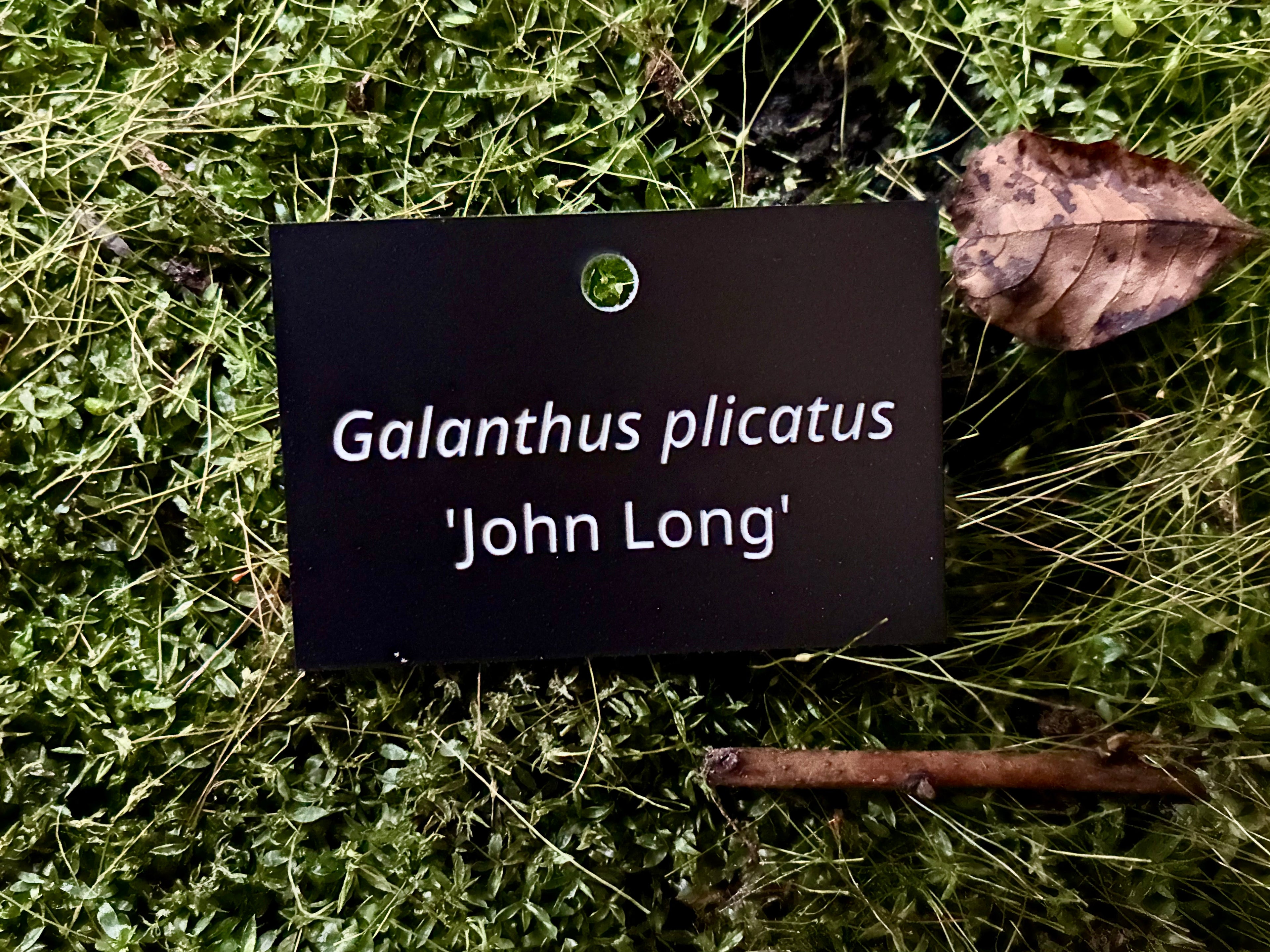 Galanthus plicatus 'John Long' - Plant label