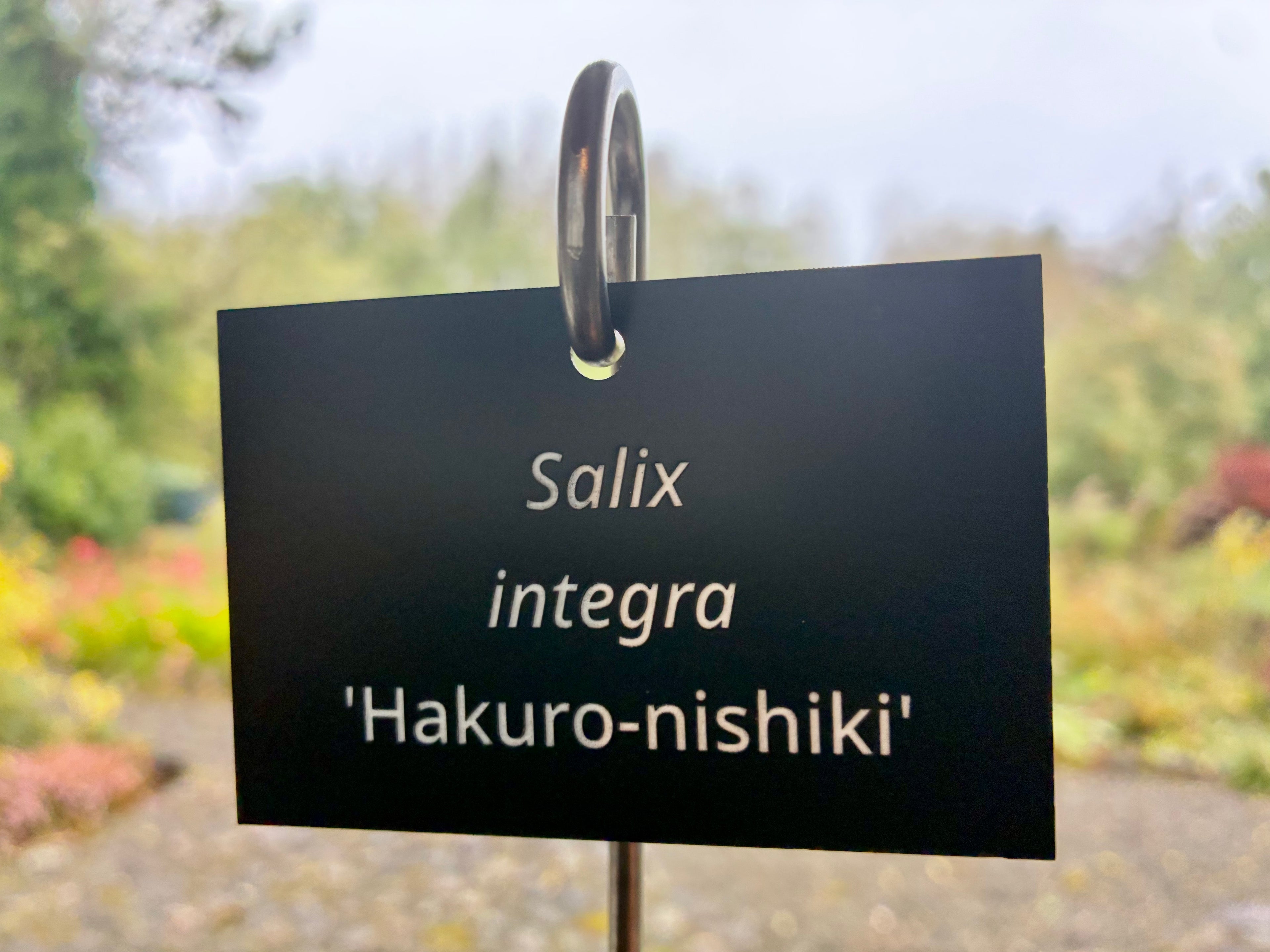 Salix integra 'Hakuro-nishiki' - Plant label