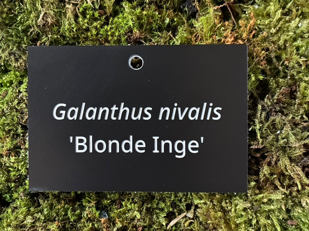 Galanthus nivalis 'Blonde Inge' - Plant label
