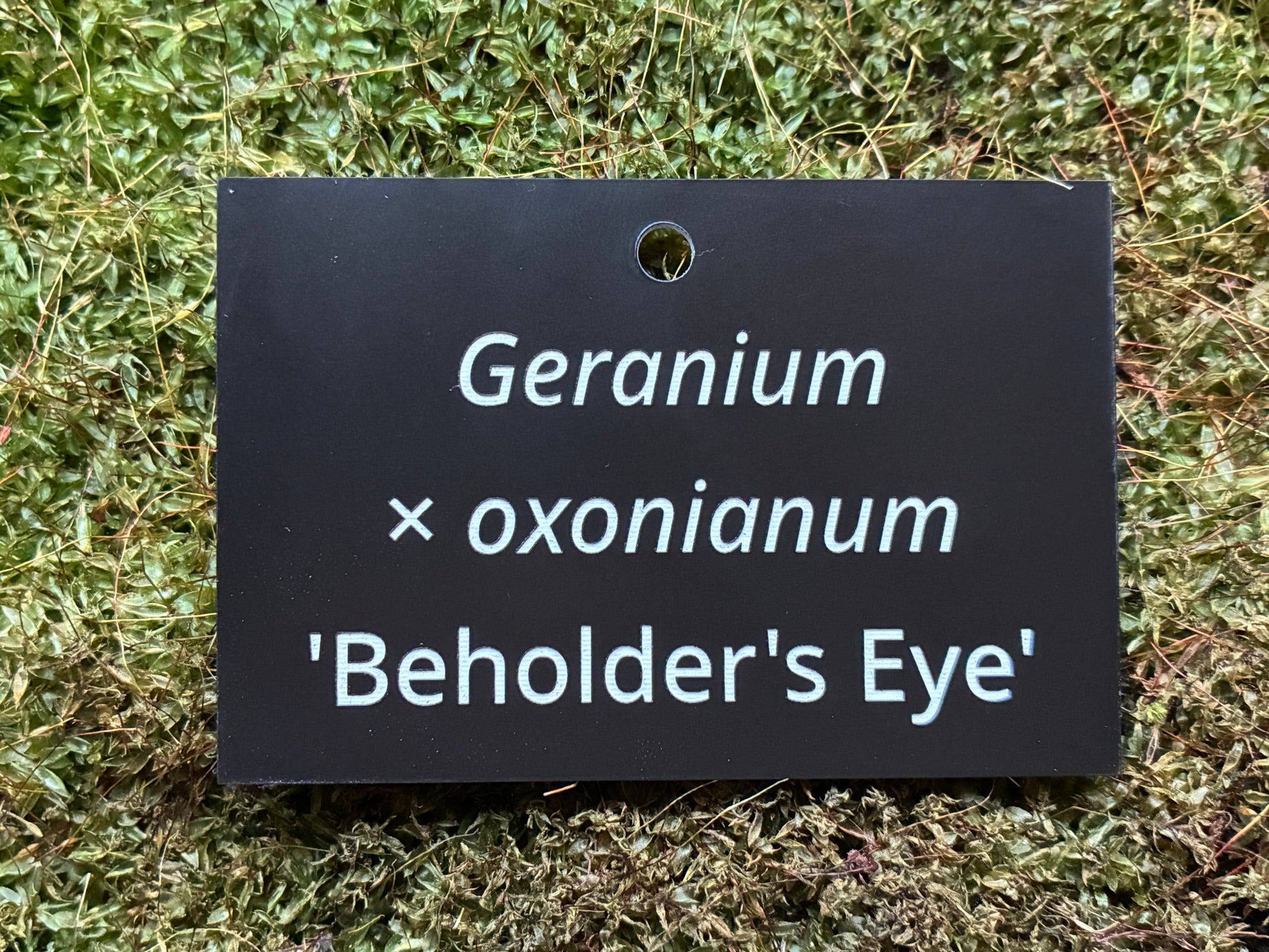 Geranium × oxonianum 'Beholder's Eye' - Plant label