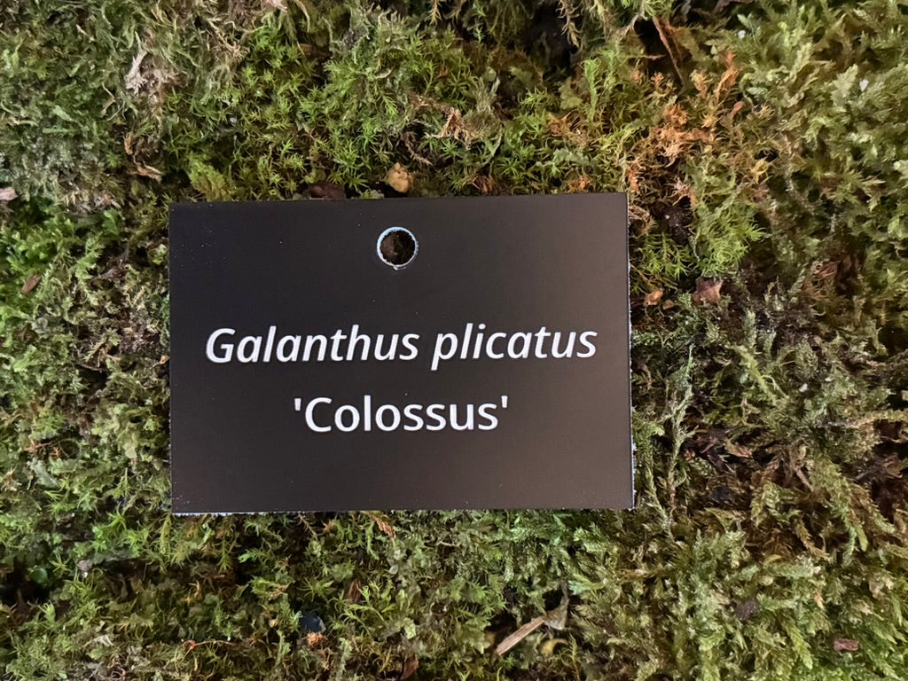 Galanthus plicatus 'Colossus' - Plant label